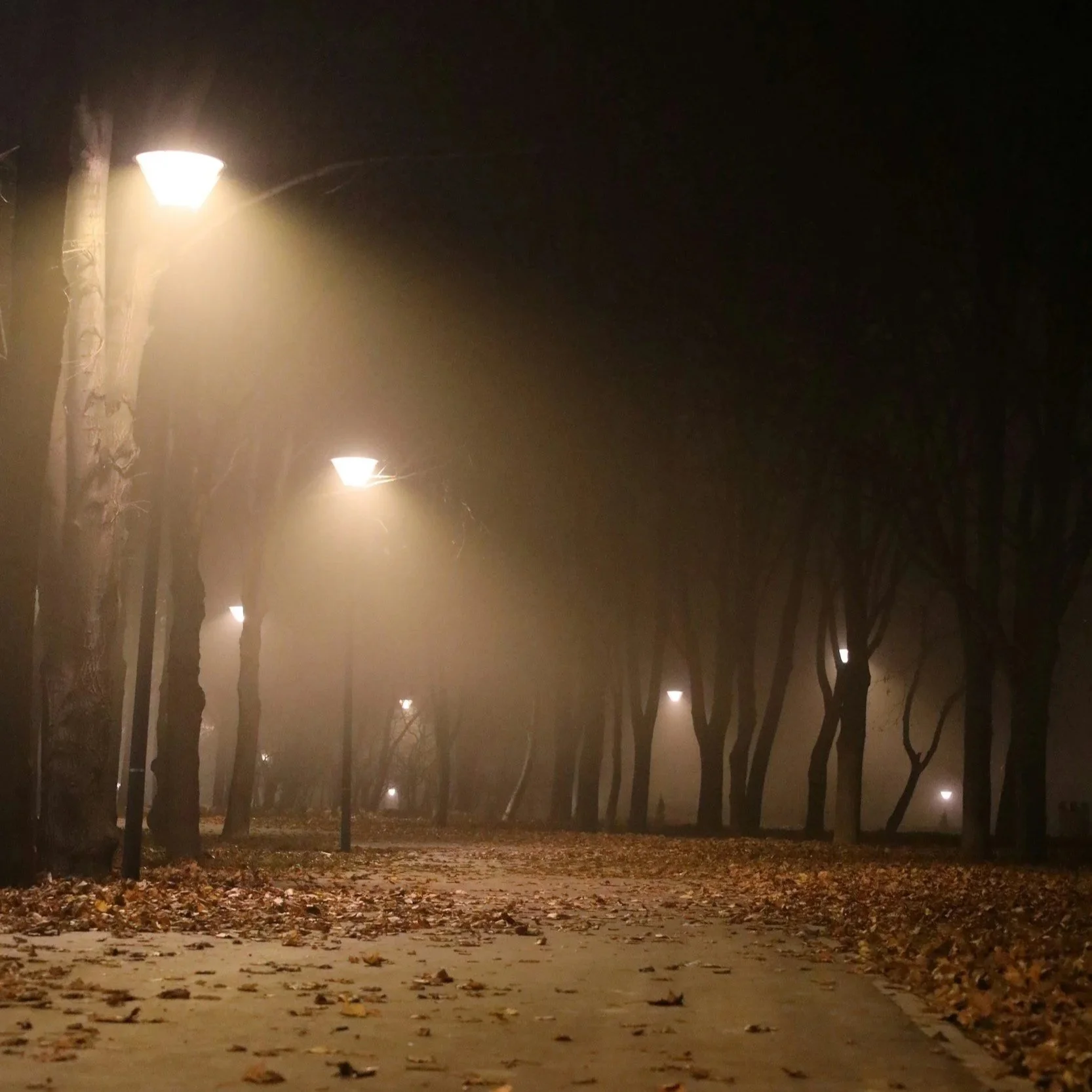 An autumnal road in darkness with lamps lighting the trees and road