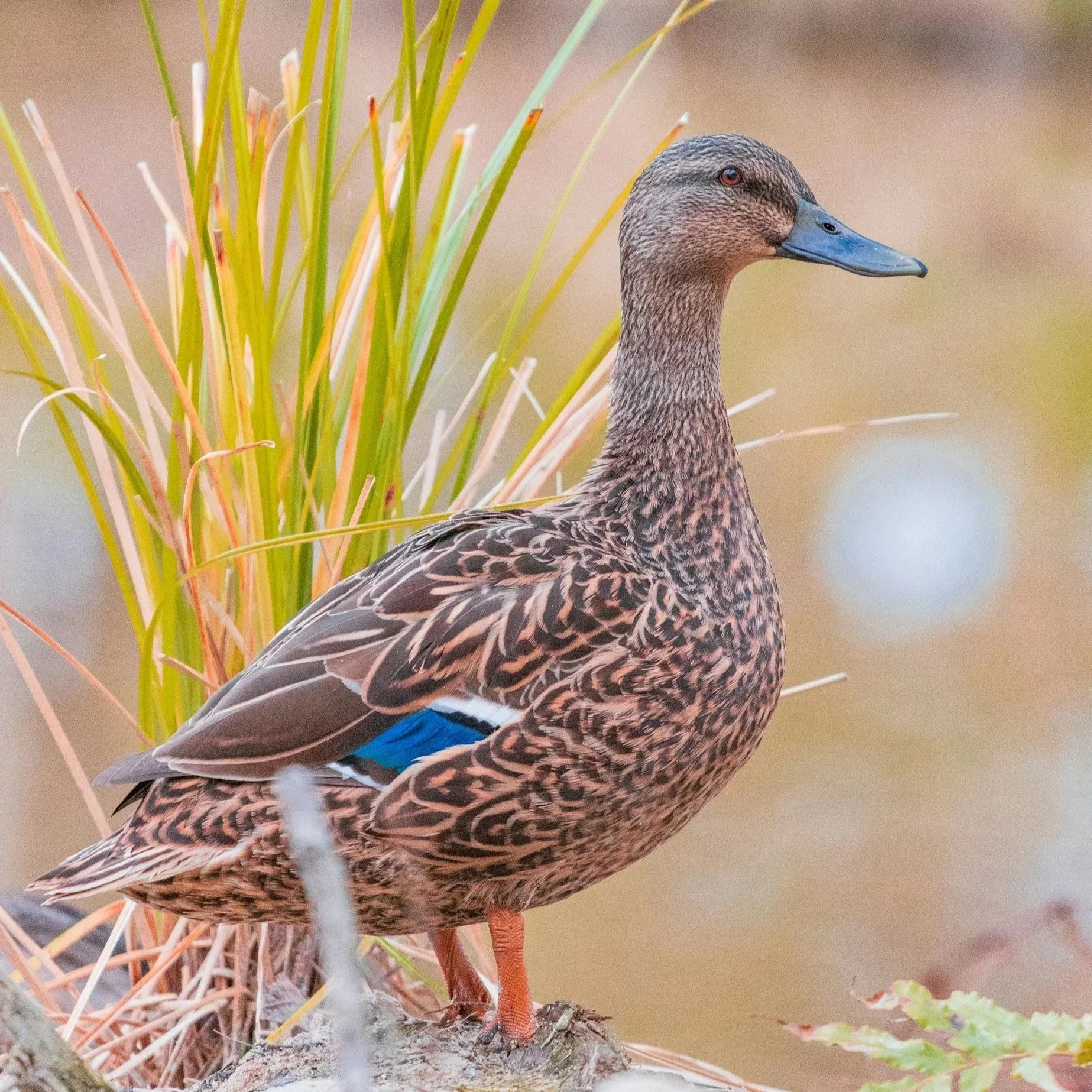 Somatic Safety for the Chronically Dysregulated