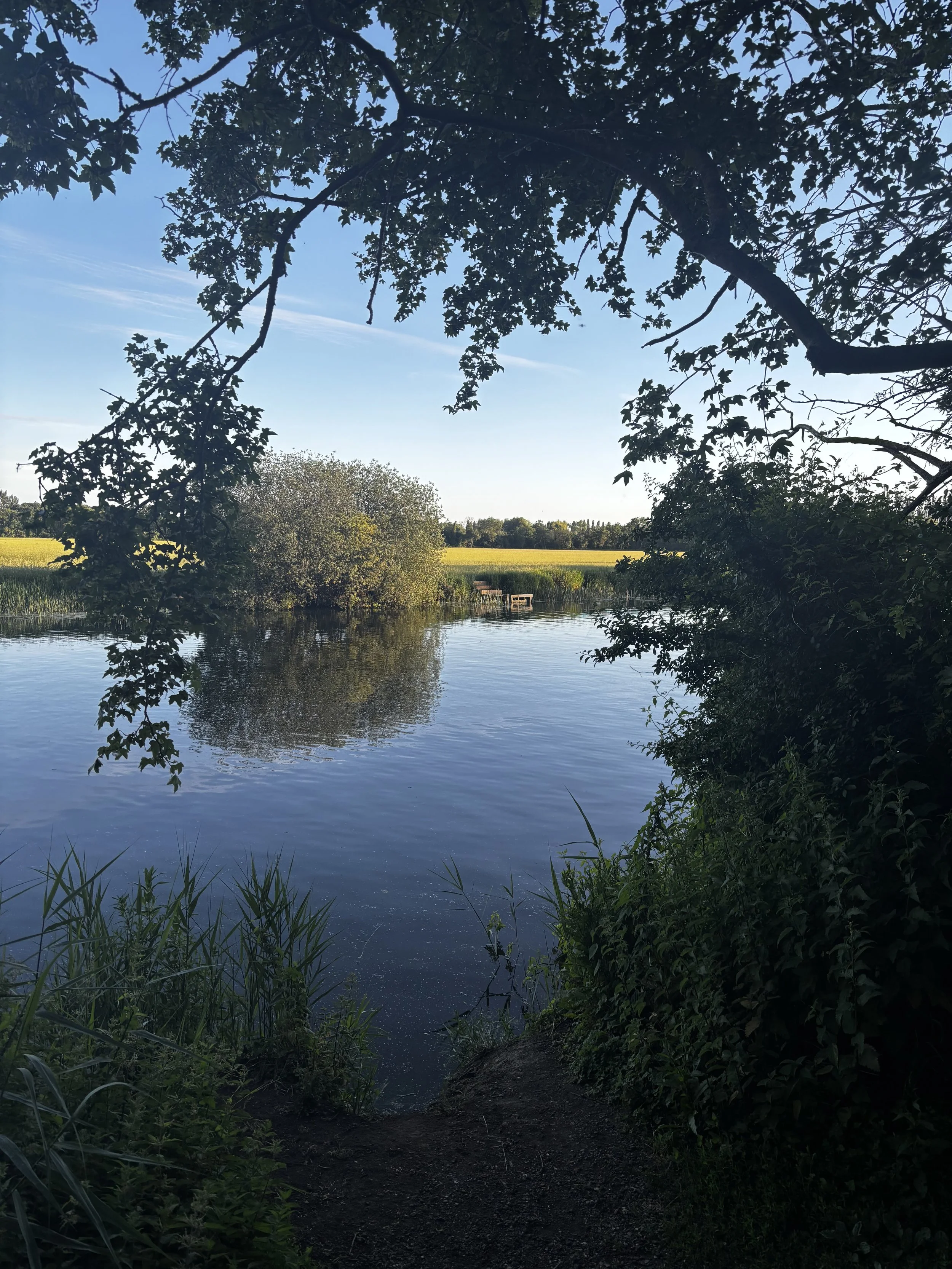 Willows on the Ouse River, St Ives, Cambridgeshire