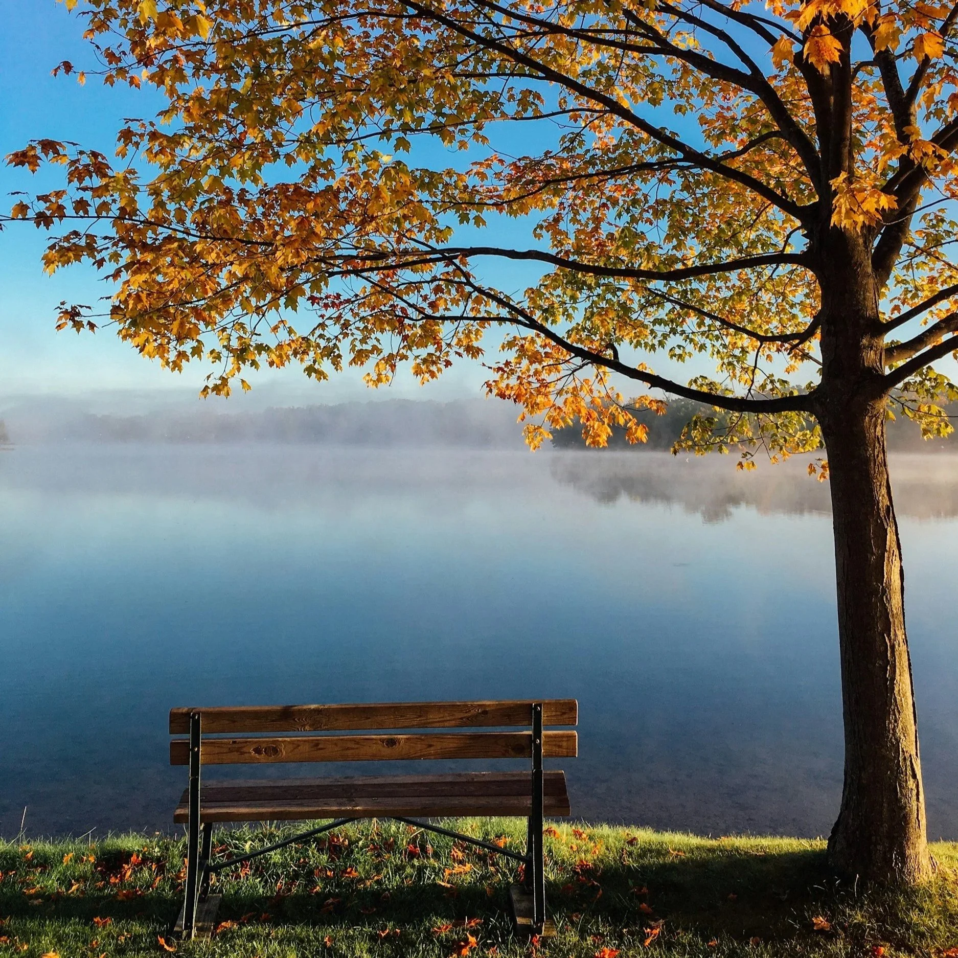 An autumn tree and wooden bench in front of a misty lake