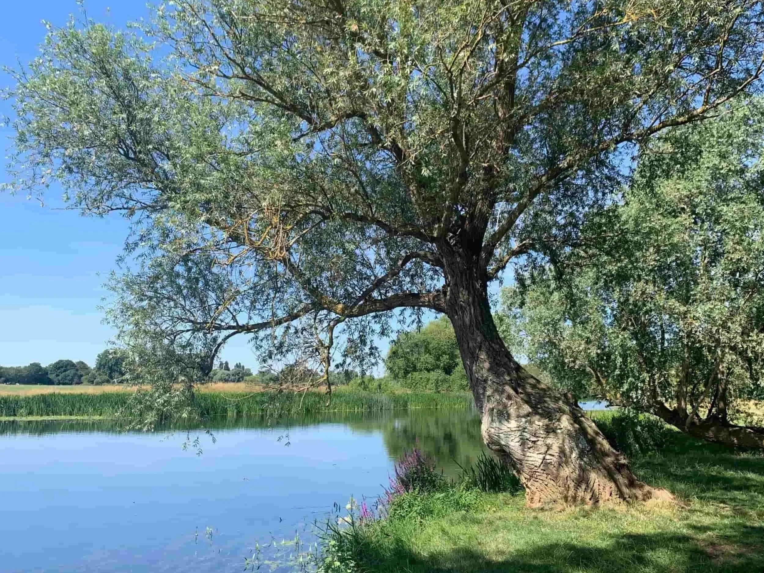 The beautiful river ouse in St Ives, Cambridgeshire, where Harmony Healing is based.