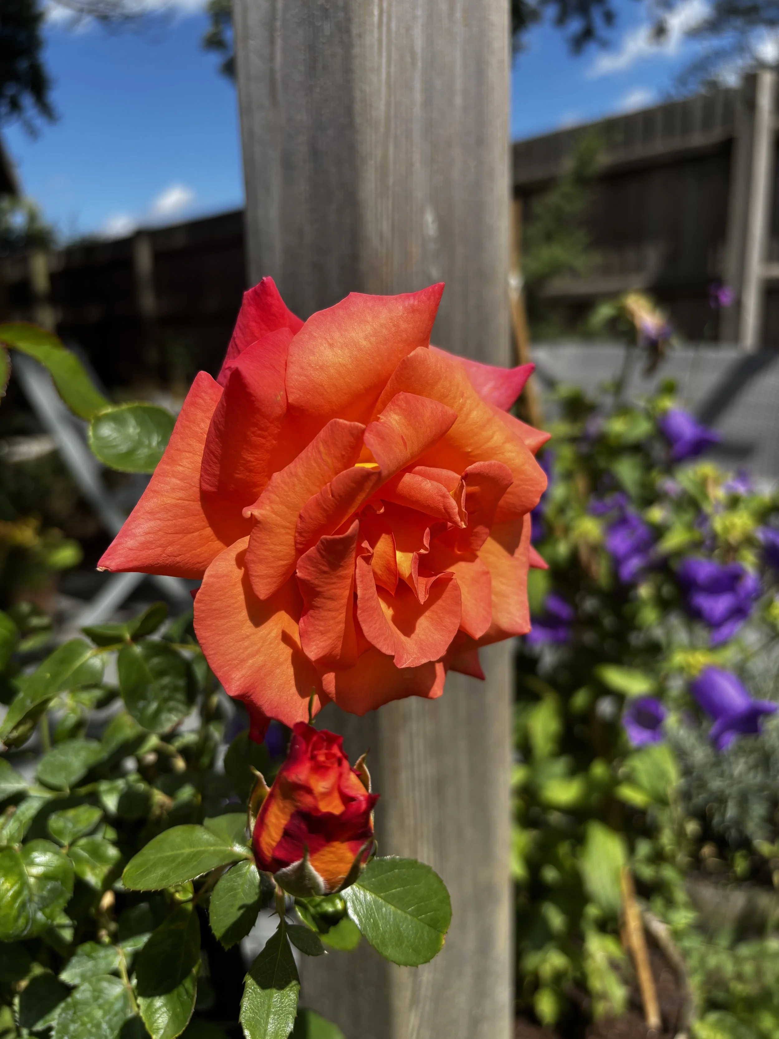 A beautiful orange rose from Claire Buttrum's garden