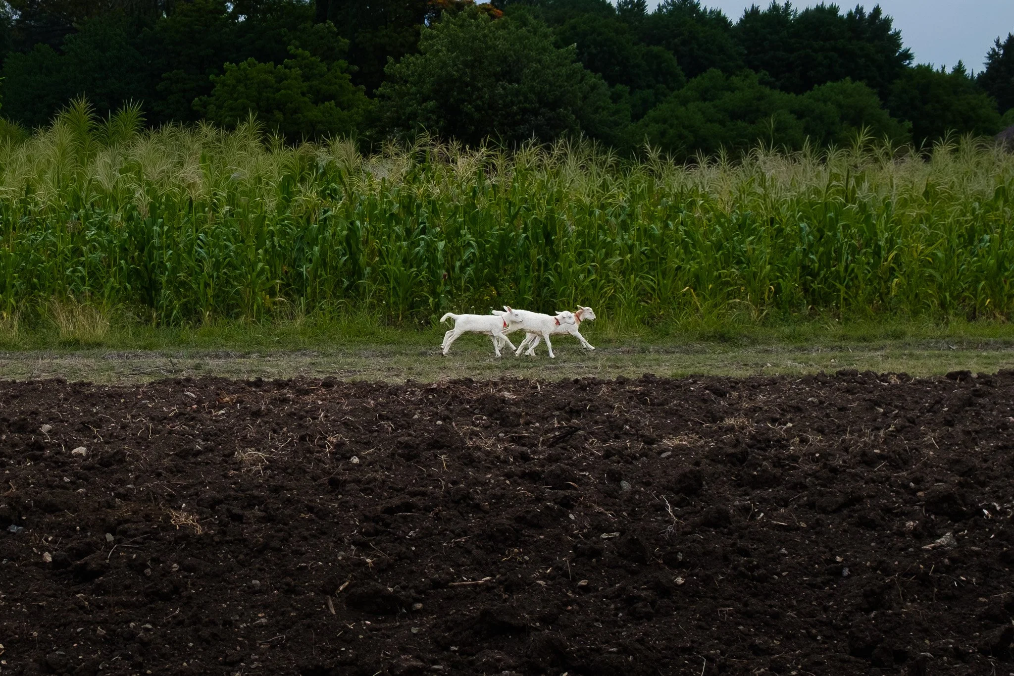 DSCF3584.jpg