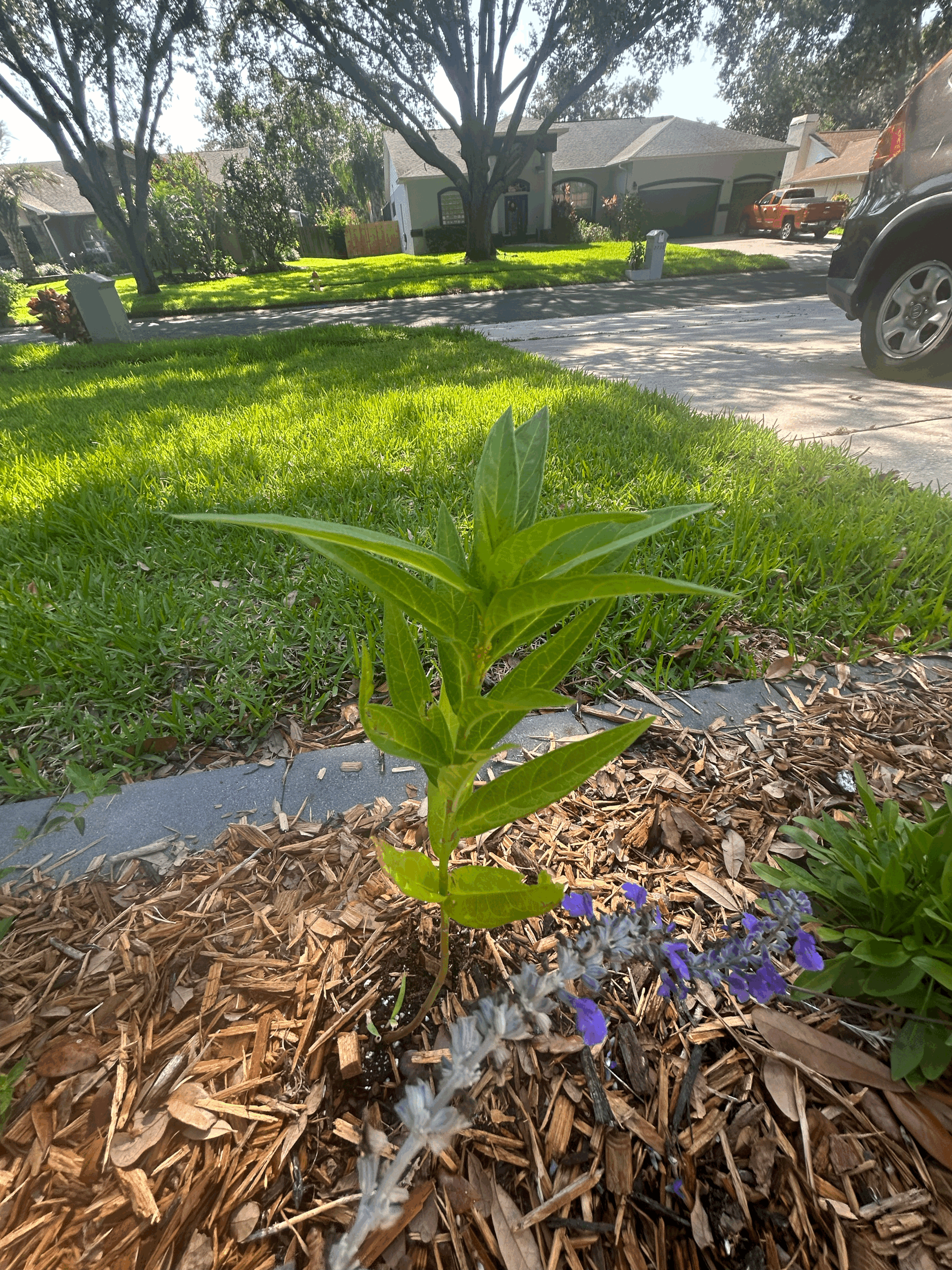 Creating a butterfly garden:  understanding host and nectar plants