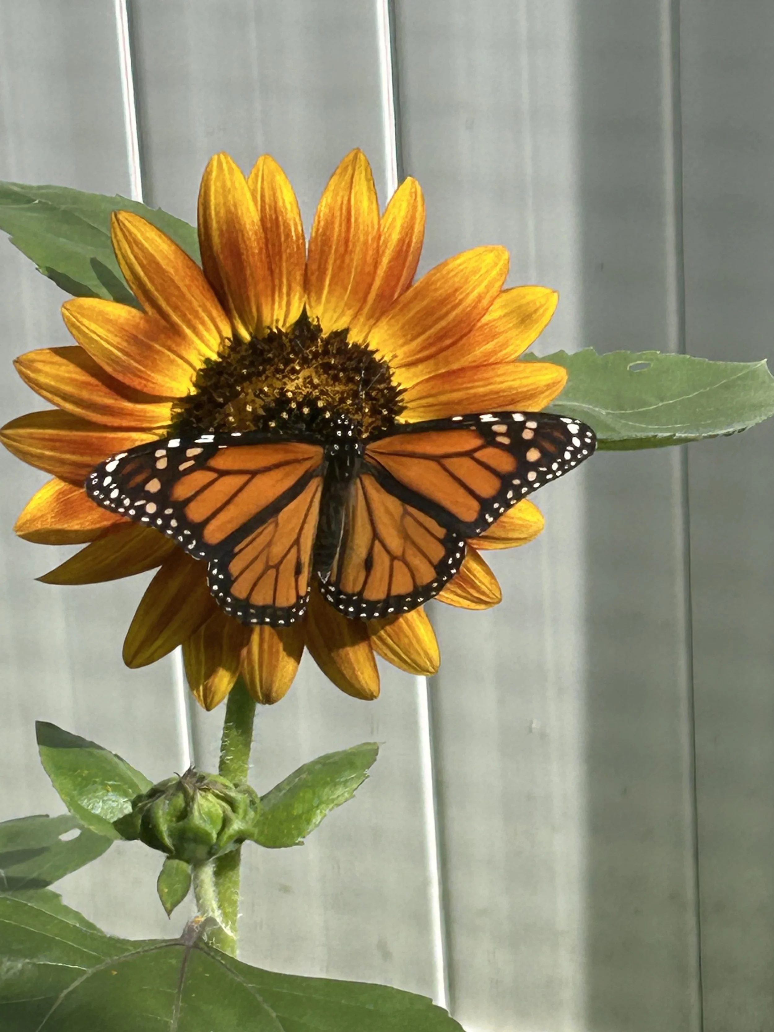 What is Native Plant Gardening and why it matters