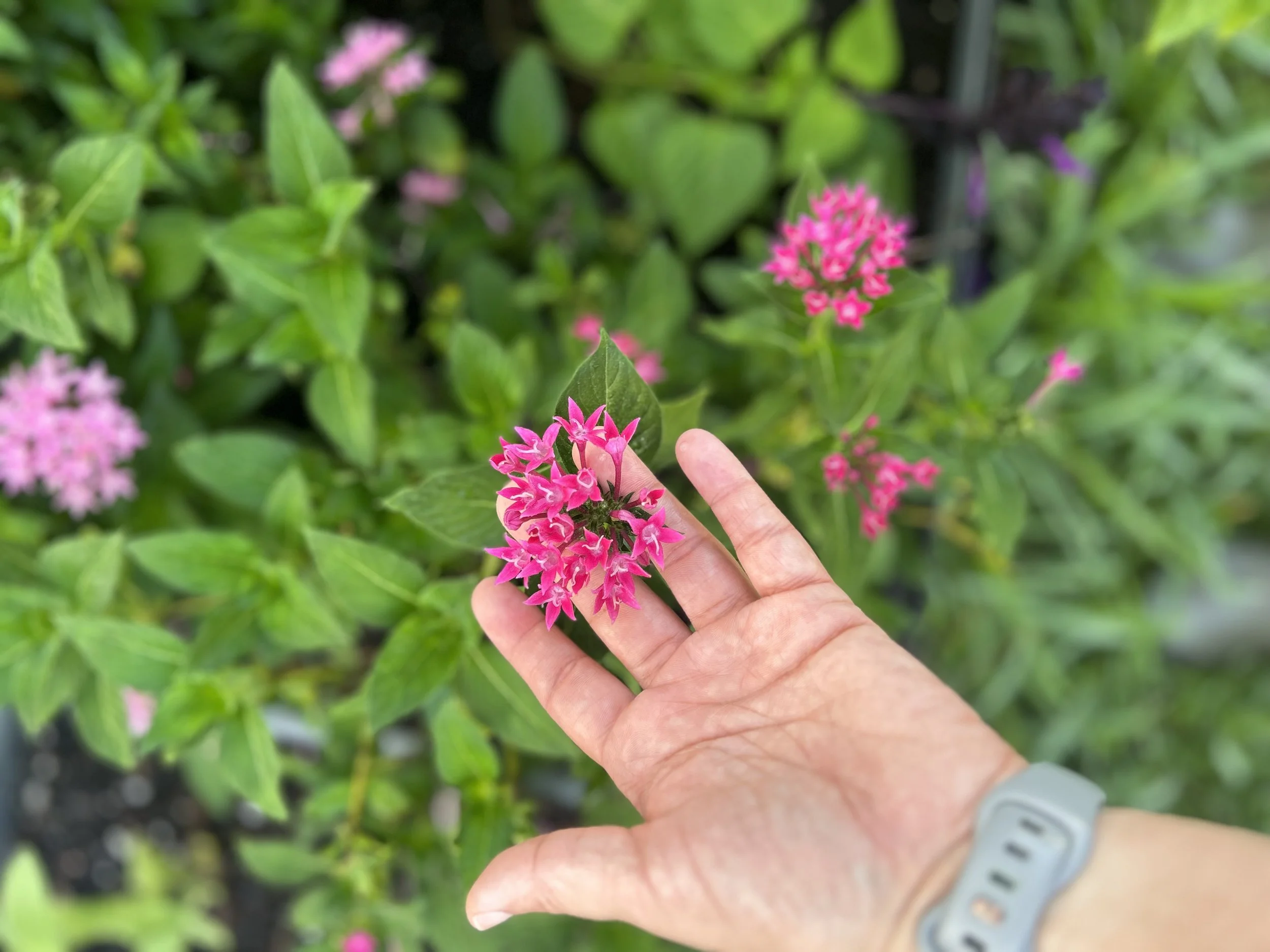 Grow a Garden, Nurture Your Health:  6 Ways Gardening Supports YOur WEllbeing