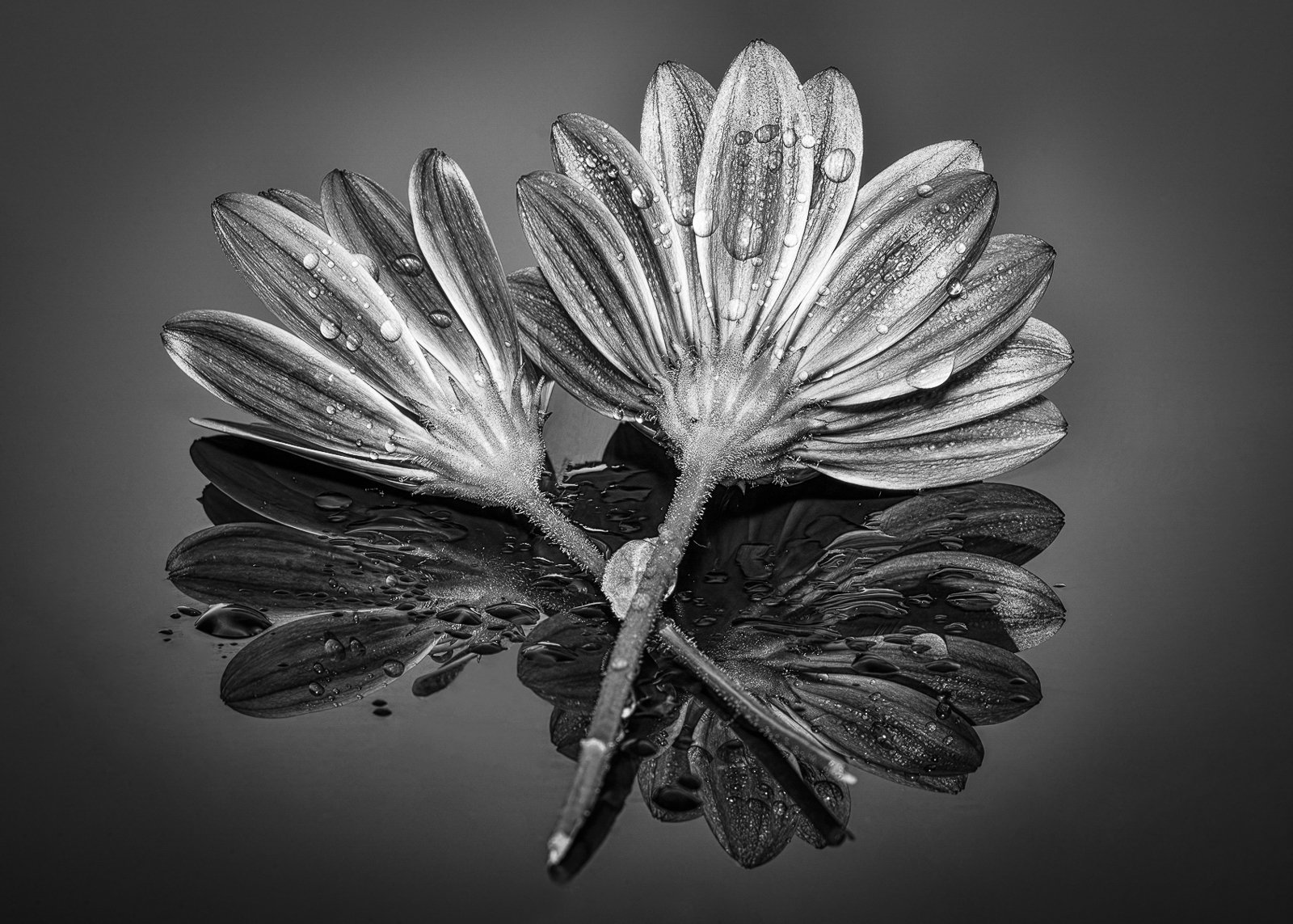 Rain on Petals