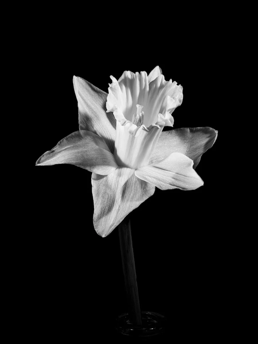 Daffodil in the Dark