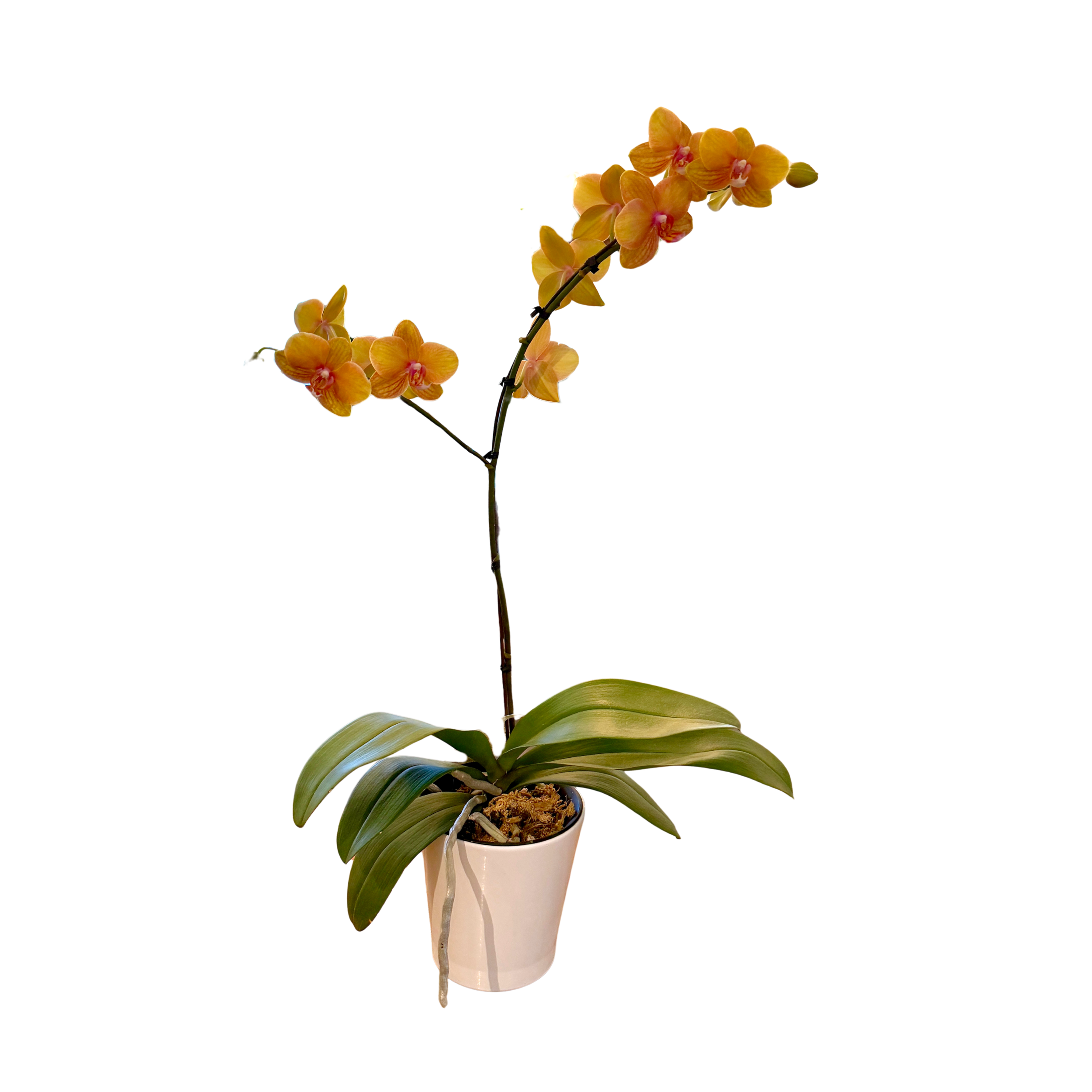 Potted Orchid Plant