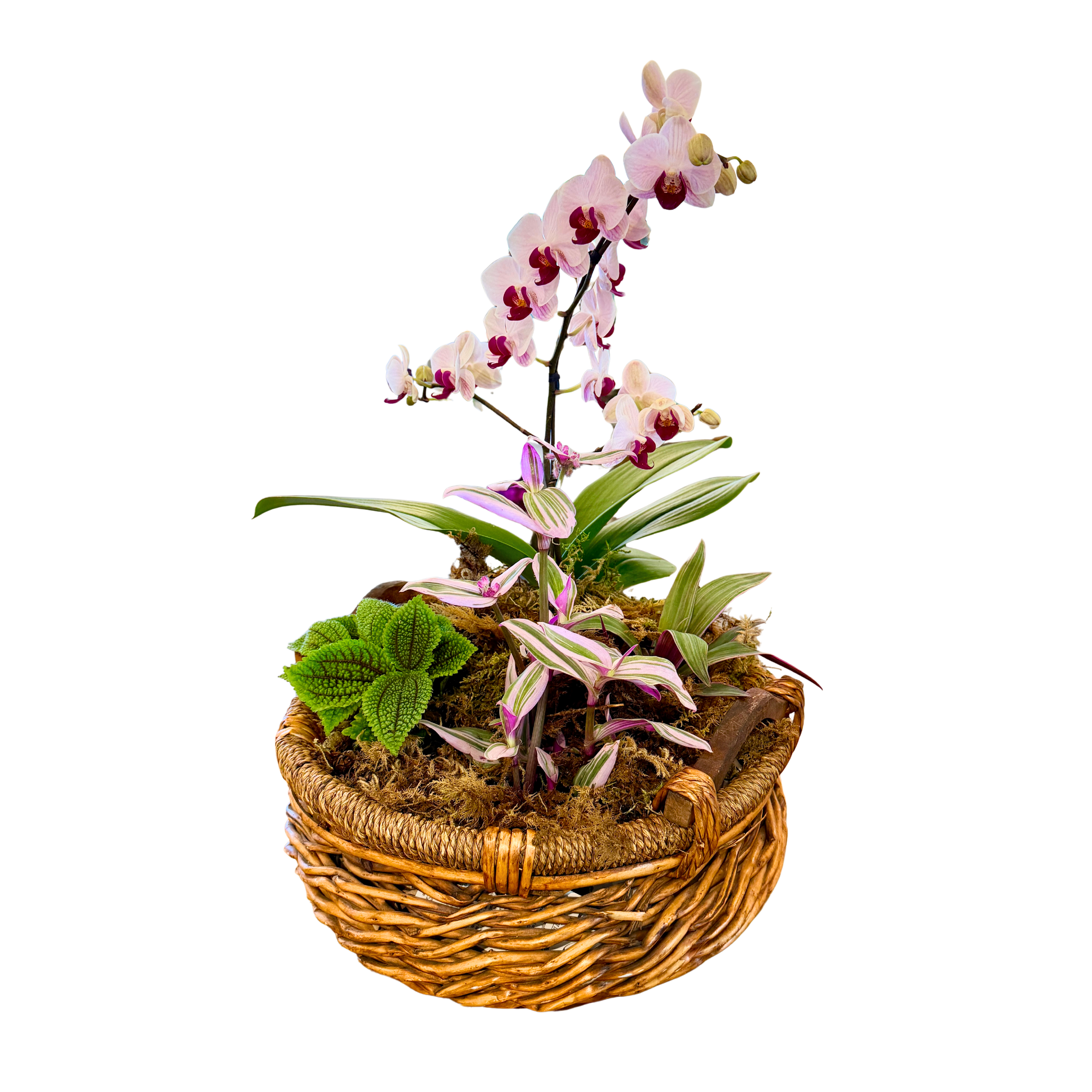 Orchid Basket Arrangement