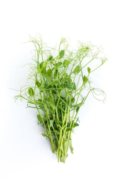 istockphoto-1343993532-612x612.jpg