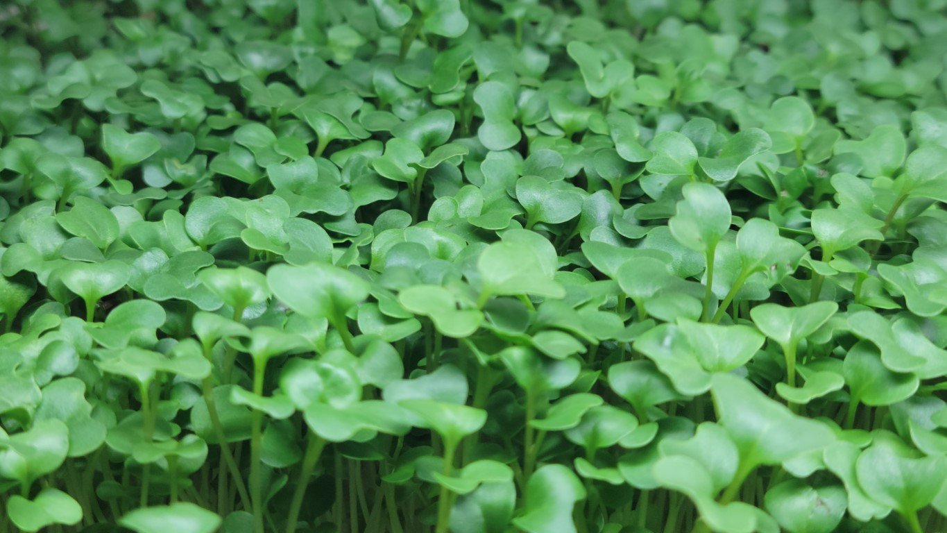Broccoli-Closeup-16_9-Medium.jpg