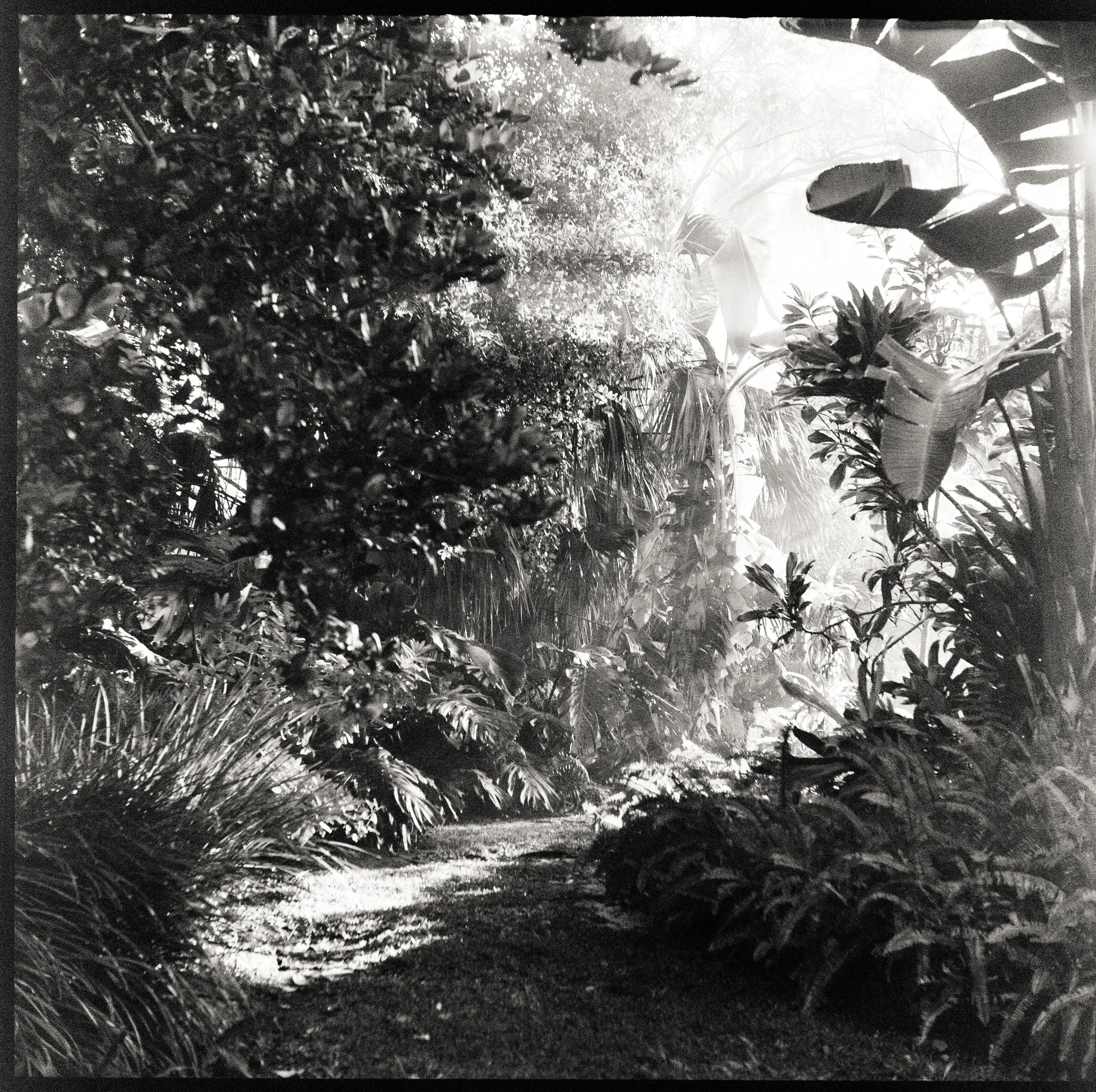 Sun-drenched jungle in black and white. Photographed by Josie Macbeth on 120 medium format film.