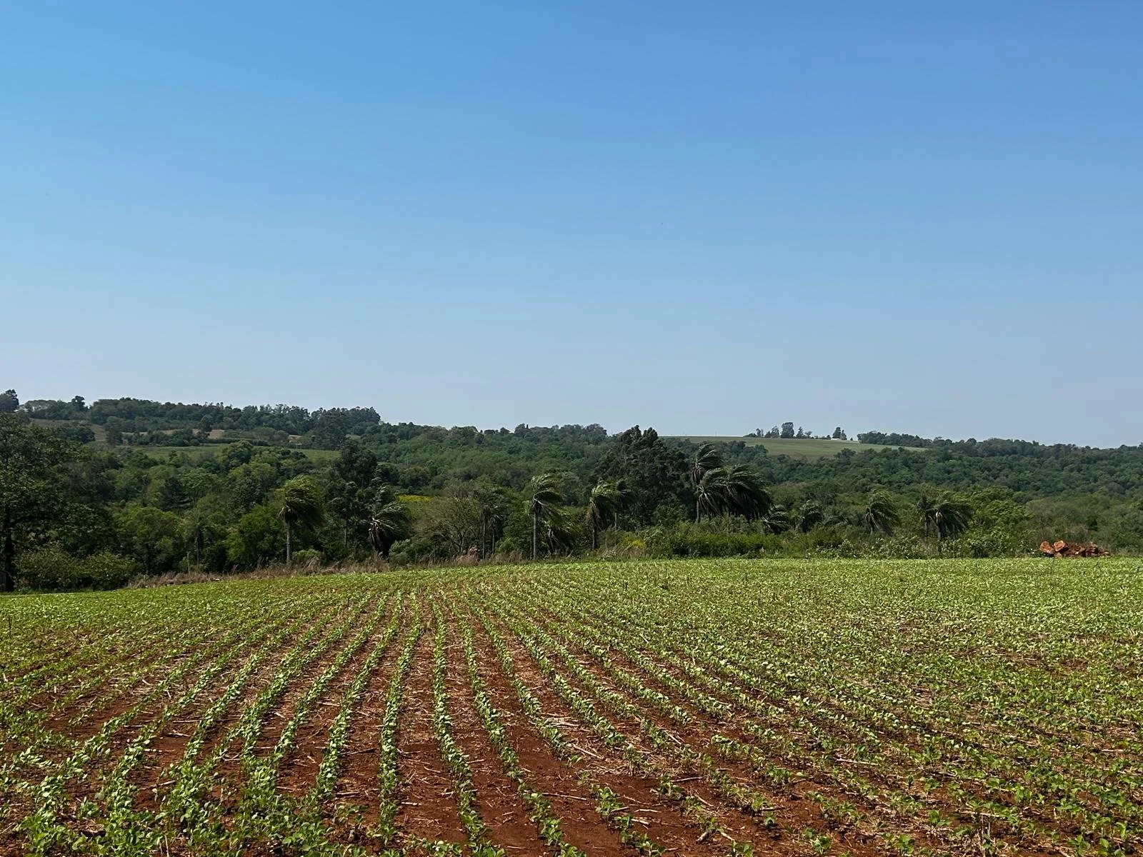 15 ha zeer strategisch gelegen tussen Hohenau en Encarnacion aan ruta 6