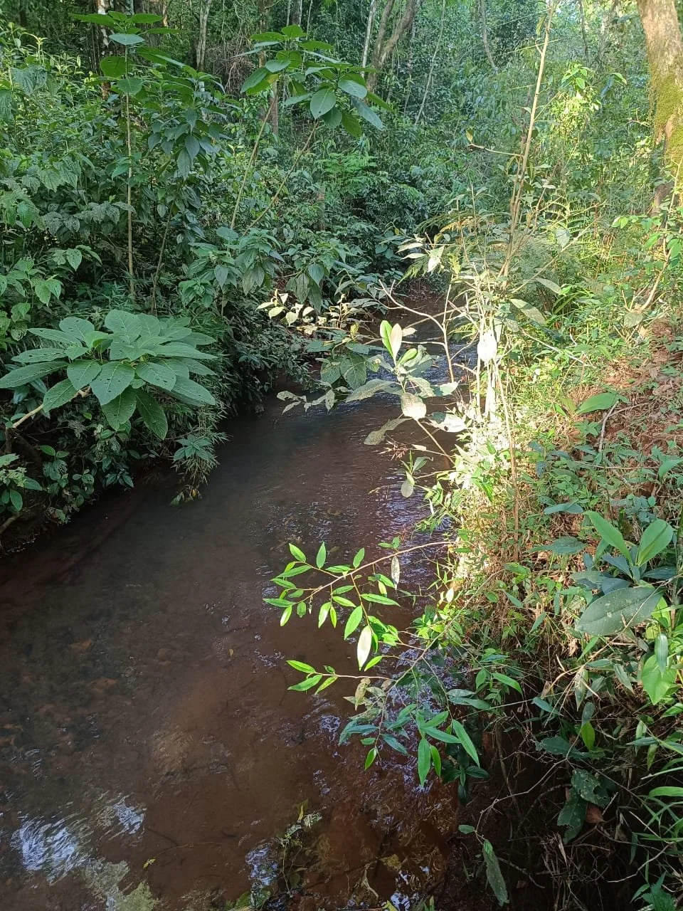 Hohenau 10 ha weide,bron en bos