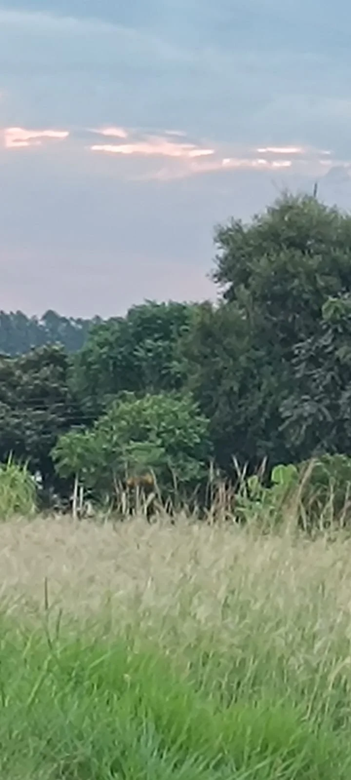 WhatsApp Image 2026-04-11 at 02.20.42.jpeg