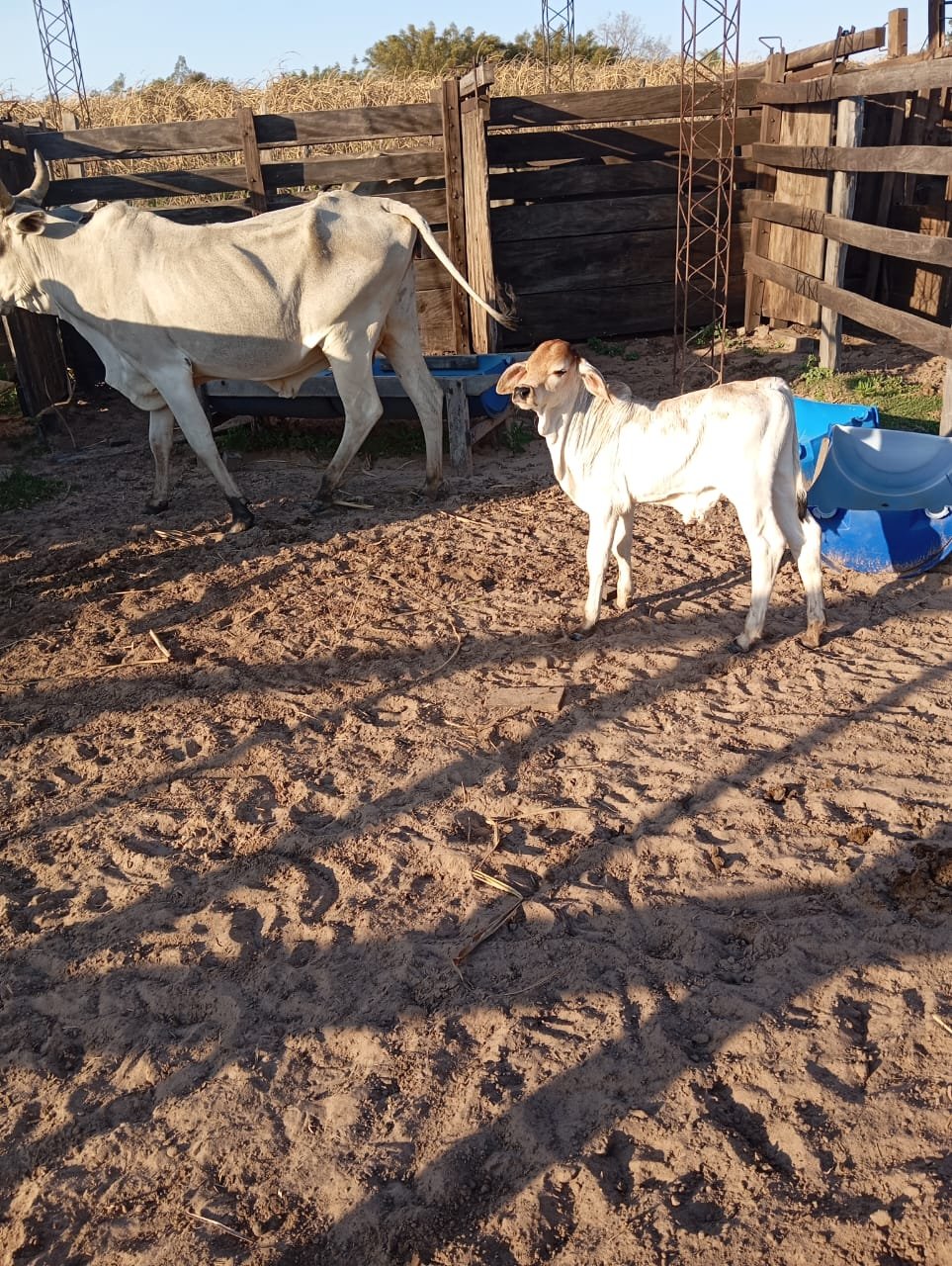 WhatsApp Image 2026-04-16 at 17.05.08.jpeg