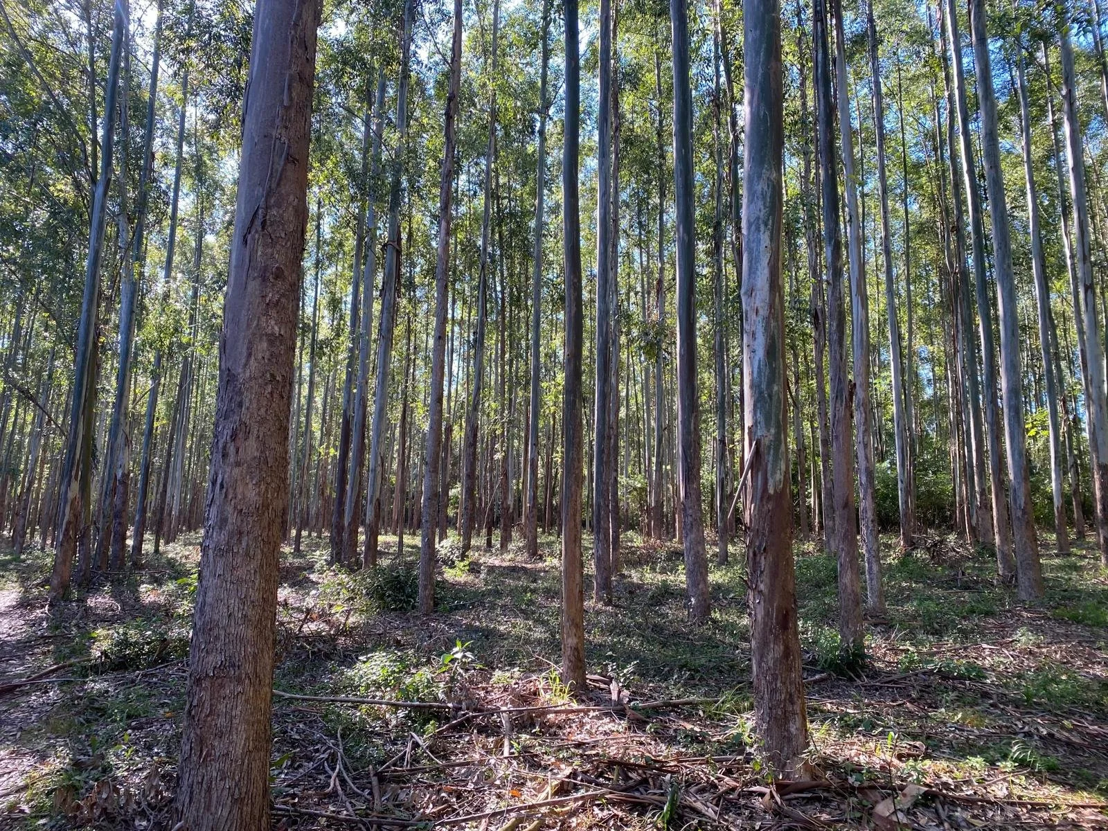 TE KOOP – 40 hectare land met eucalyptus aan de Ruta bij Obligado