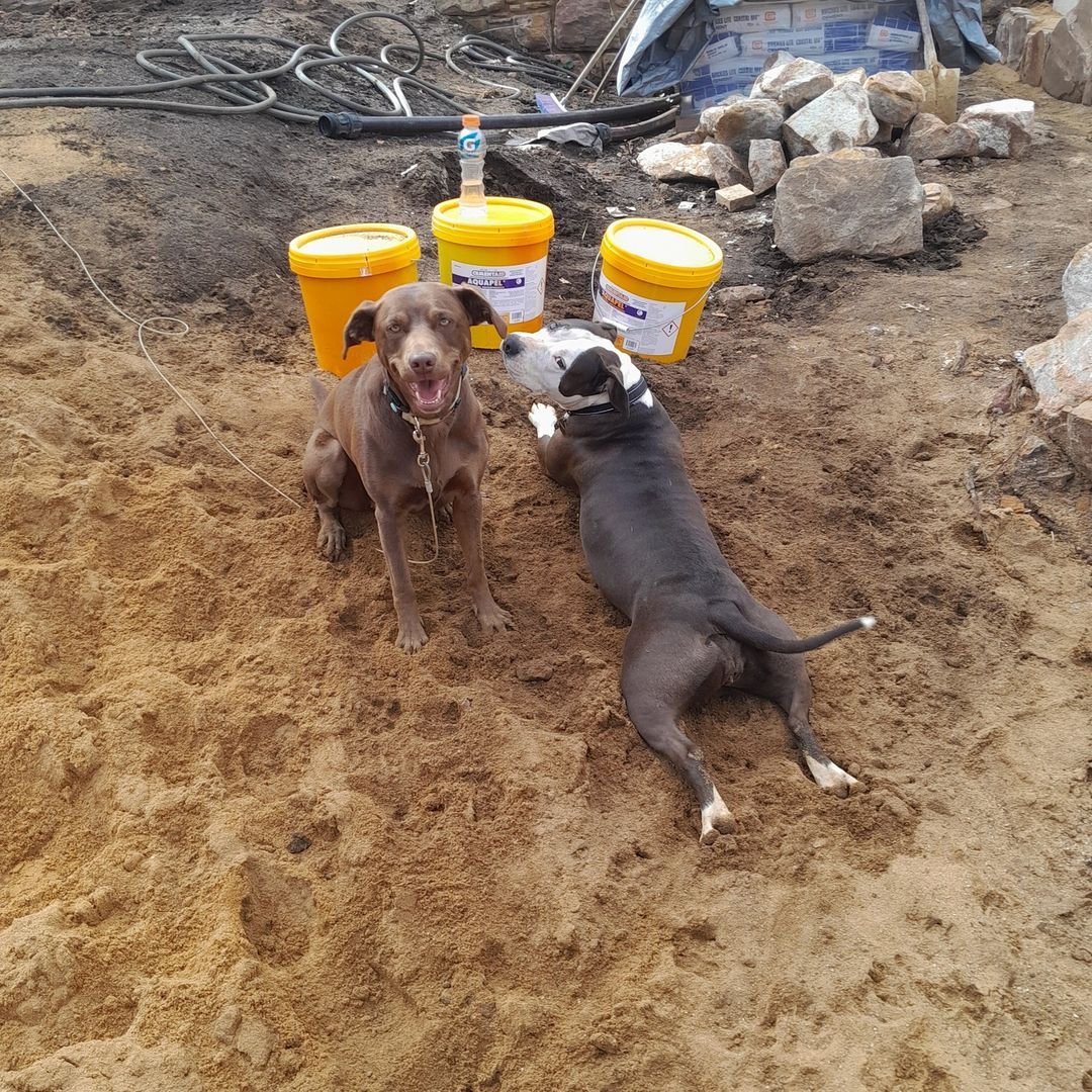 Hounds