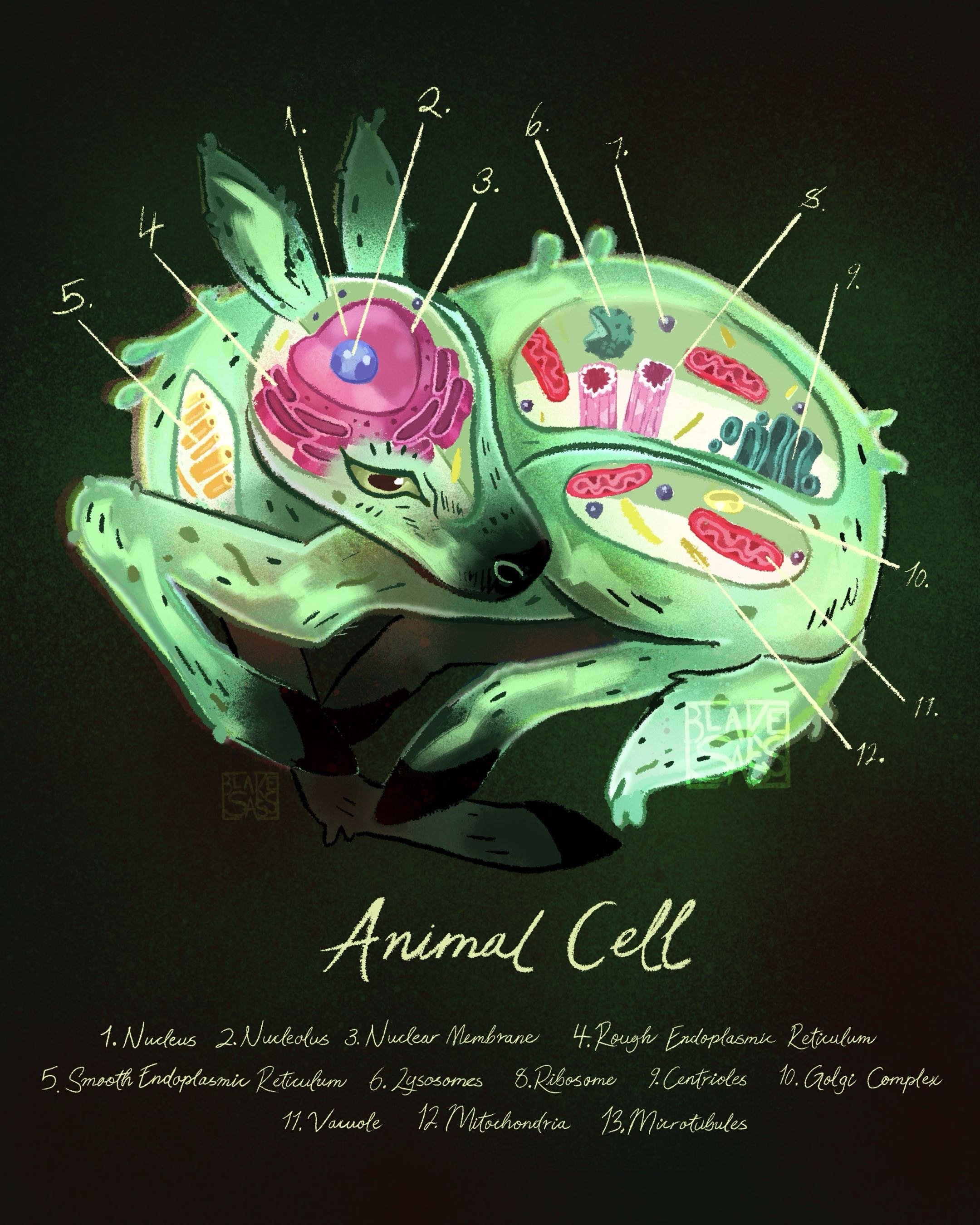 animal cell.jpg