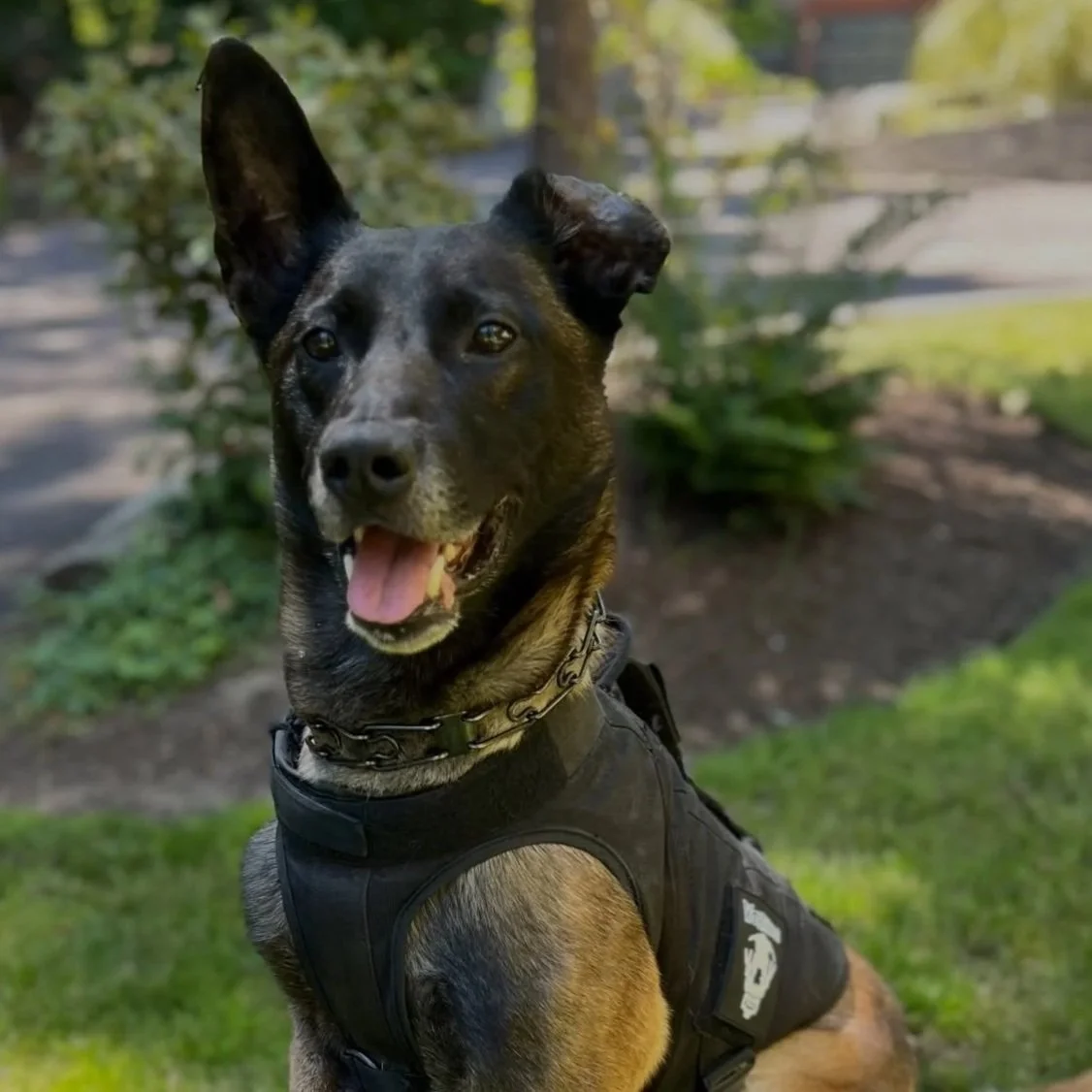 K9 Axel 
