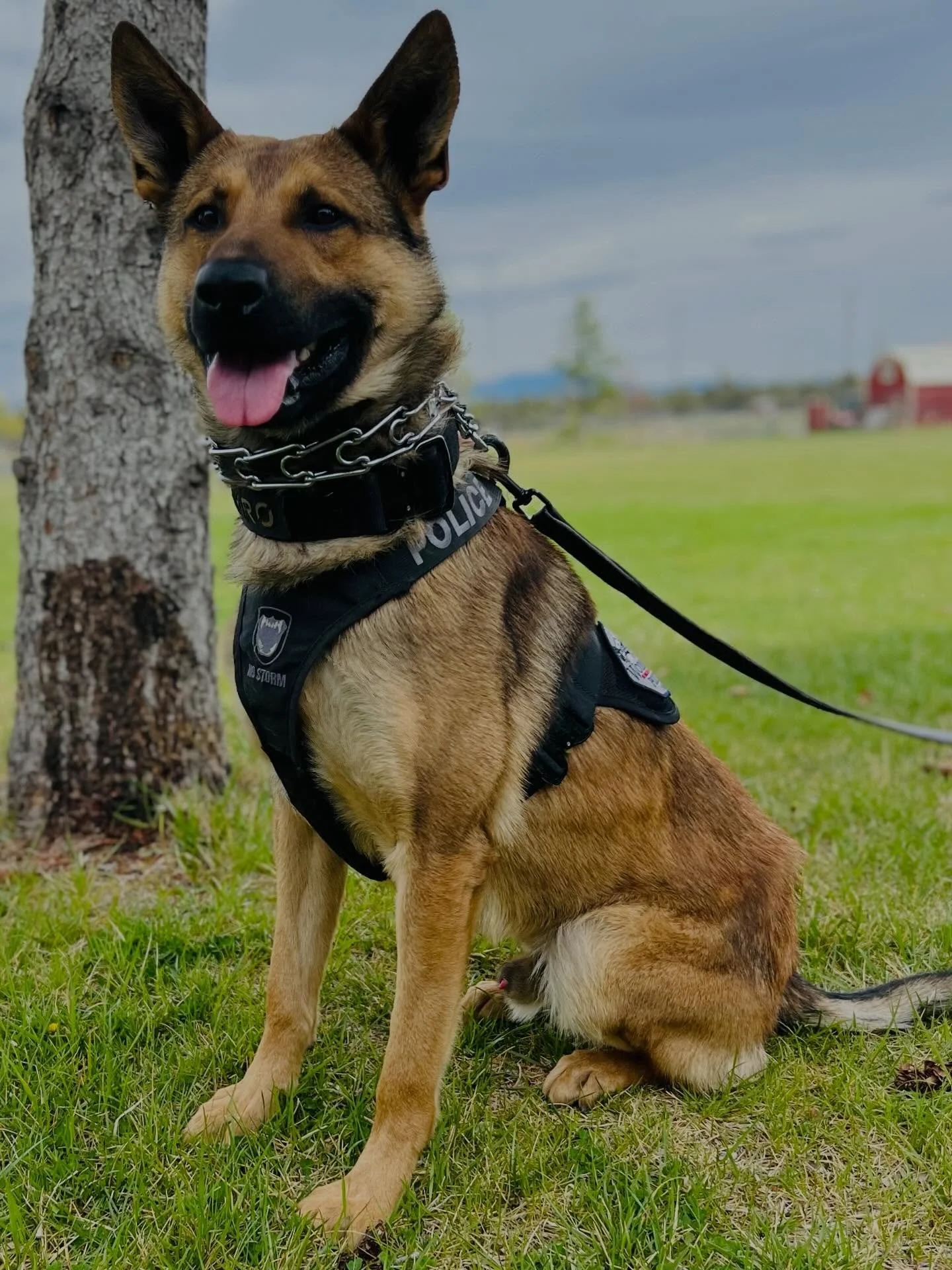 K9 Kyro putting in the work&mdash;training today to keep Woodburn safe tomorrow. 🐾💙