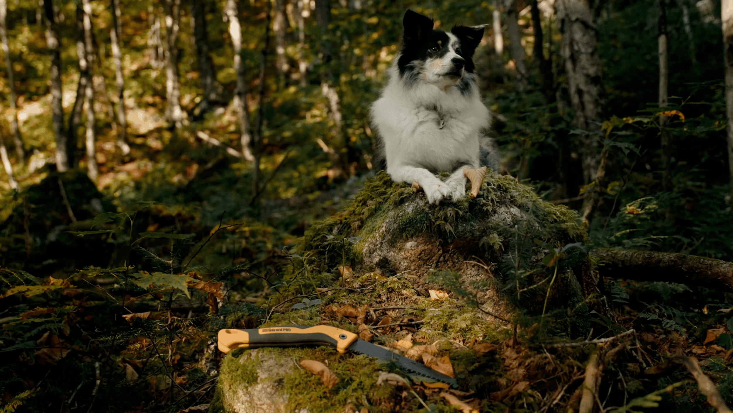 Vidéo produit Garant | Scie pliante filmée en forêt