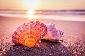shell.jpeg