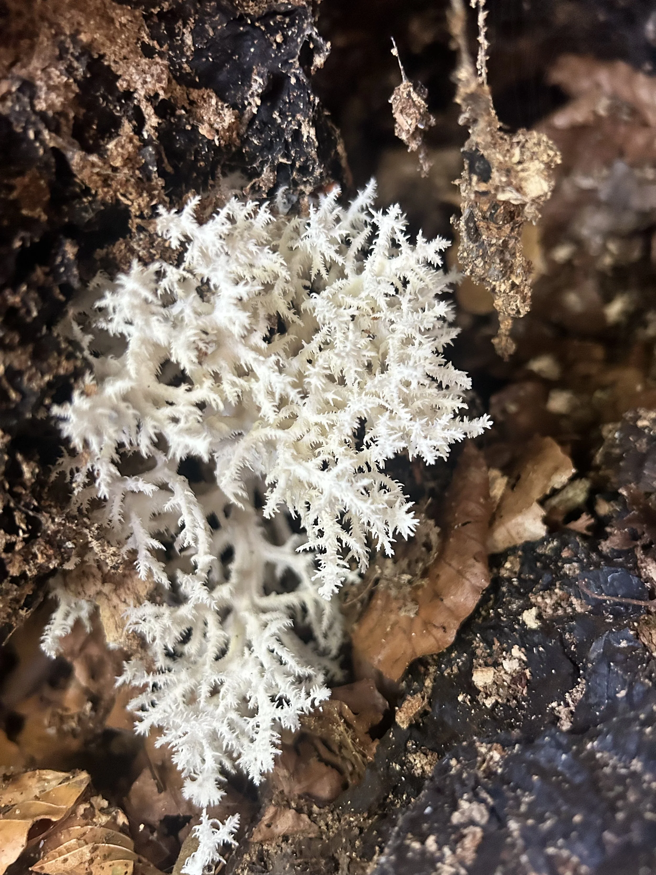 Free Fungi Foray - 31st OCTOBEr 