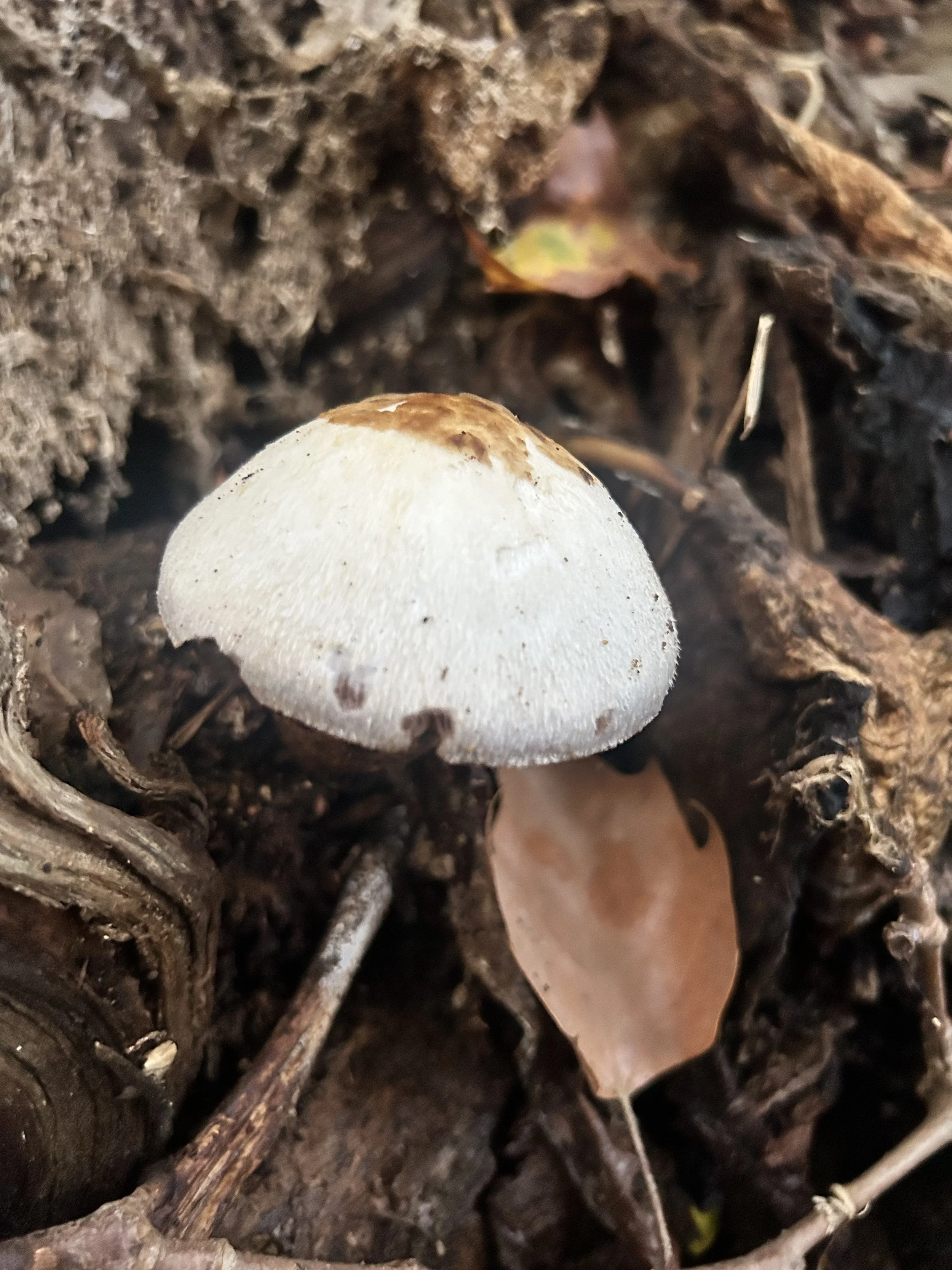 Free Fungi Foray - 23RD OCTOBEr
