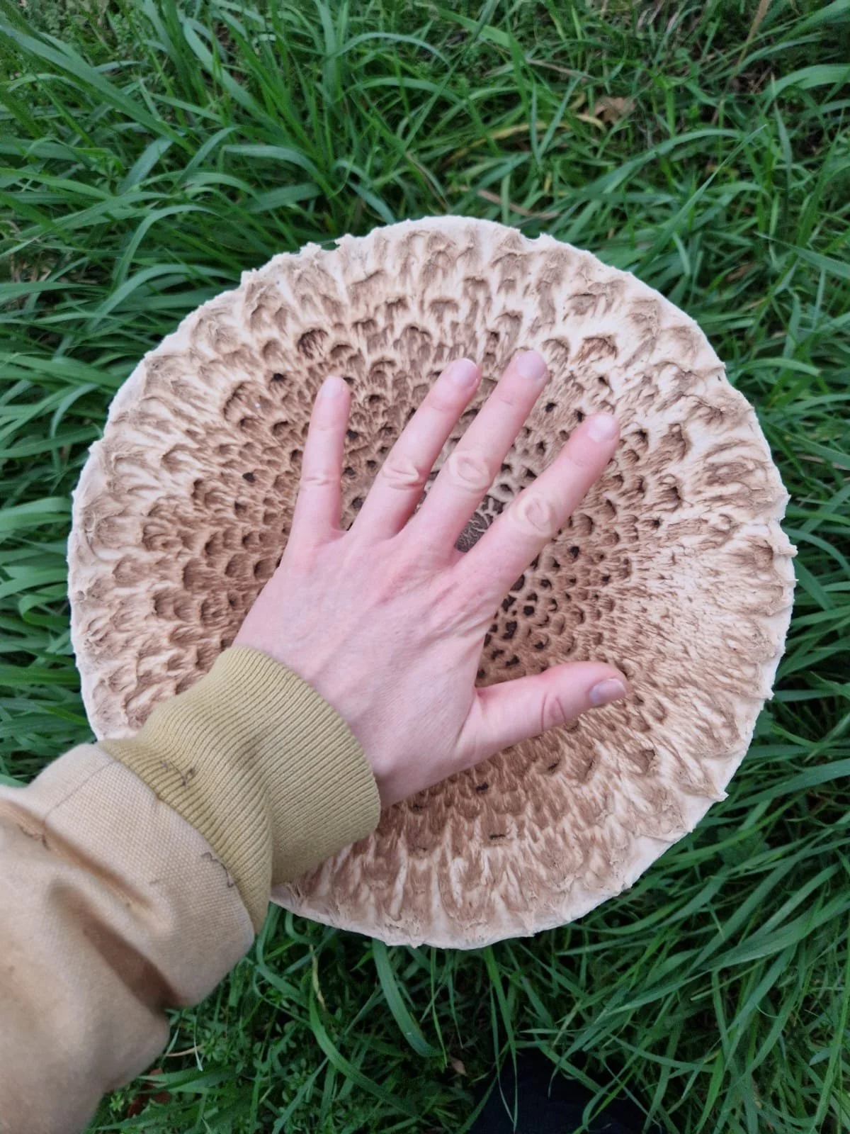 Free Fungi Foray - 17th OCTOBEr