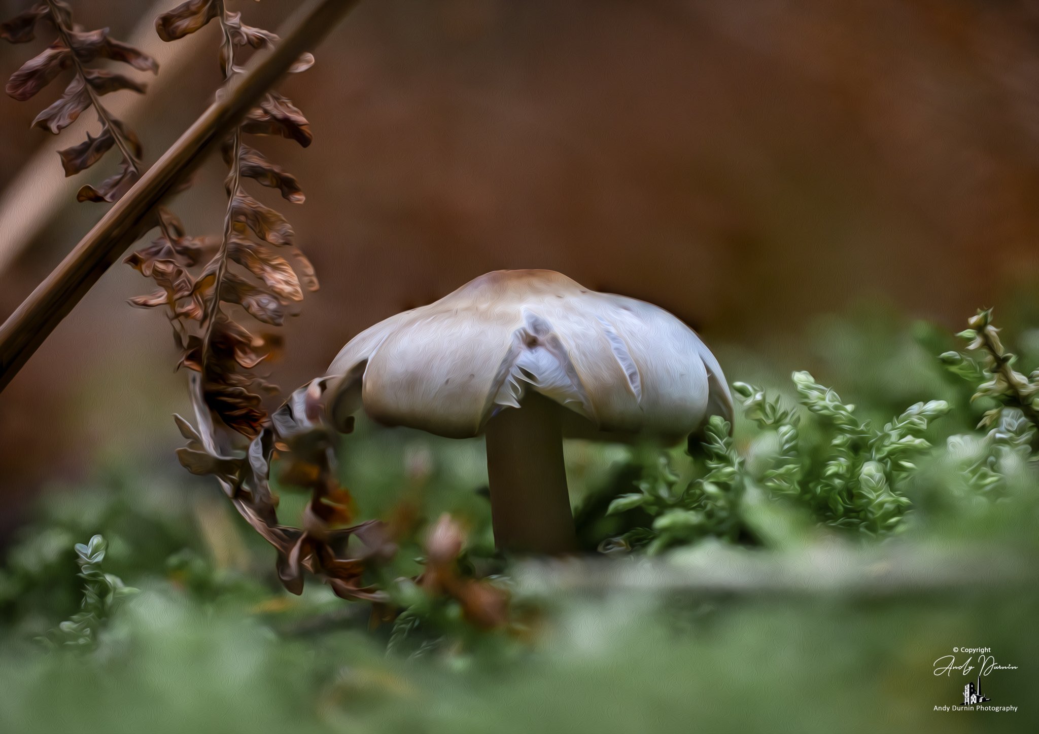 Close-up photo of a single mushroom growing among green foliage, with a background of blurred earth tones.