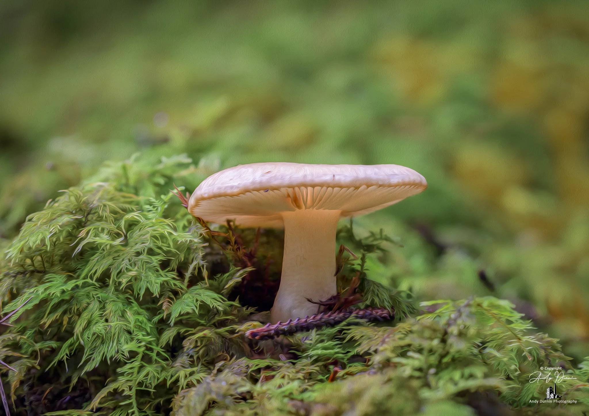 A white mushroom with a broad, flat cap and a thick stem growing among green moss on the forest floor.