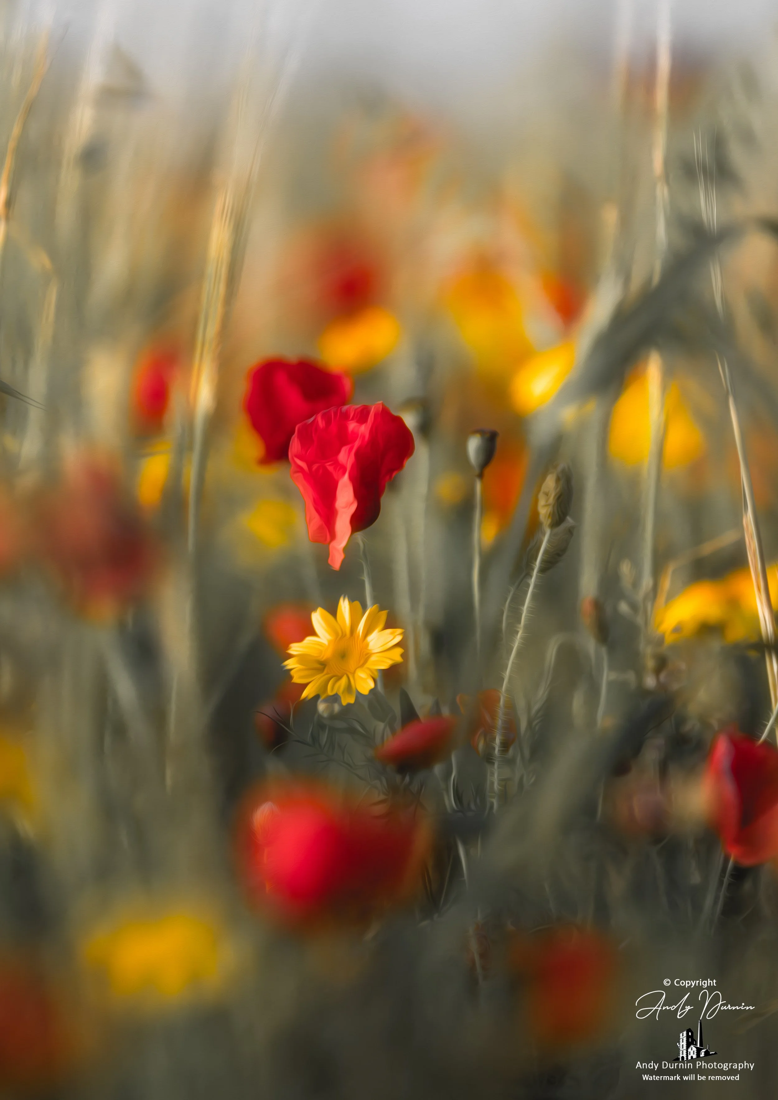 Red poppies and yellow wildflowers in a soft dreamy meadow scene