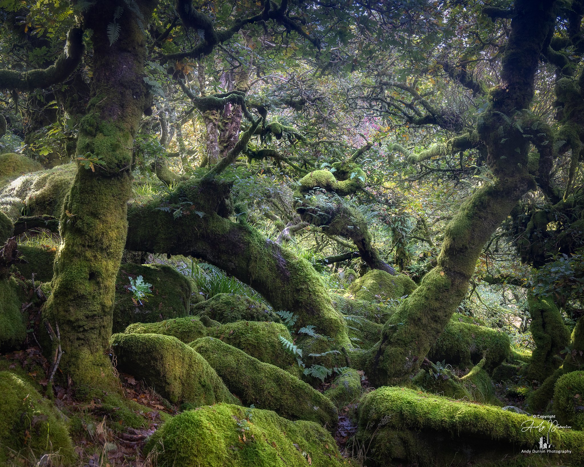 A dense forest with moss-covered twisted trees and lush green foliage.