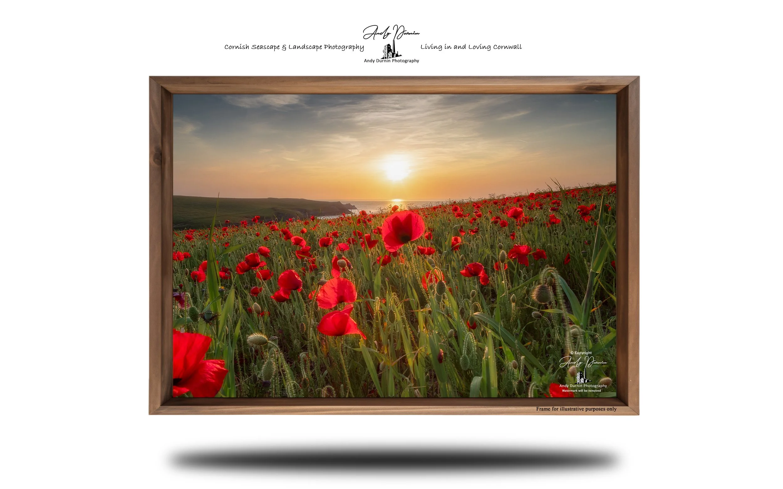 Golden summer sunset illuminating the famous poppy fields at Polly Joke in Cornwall.