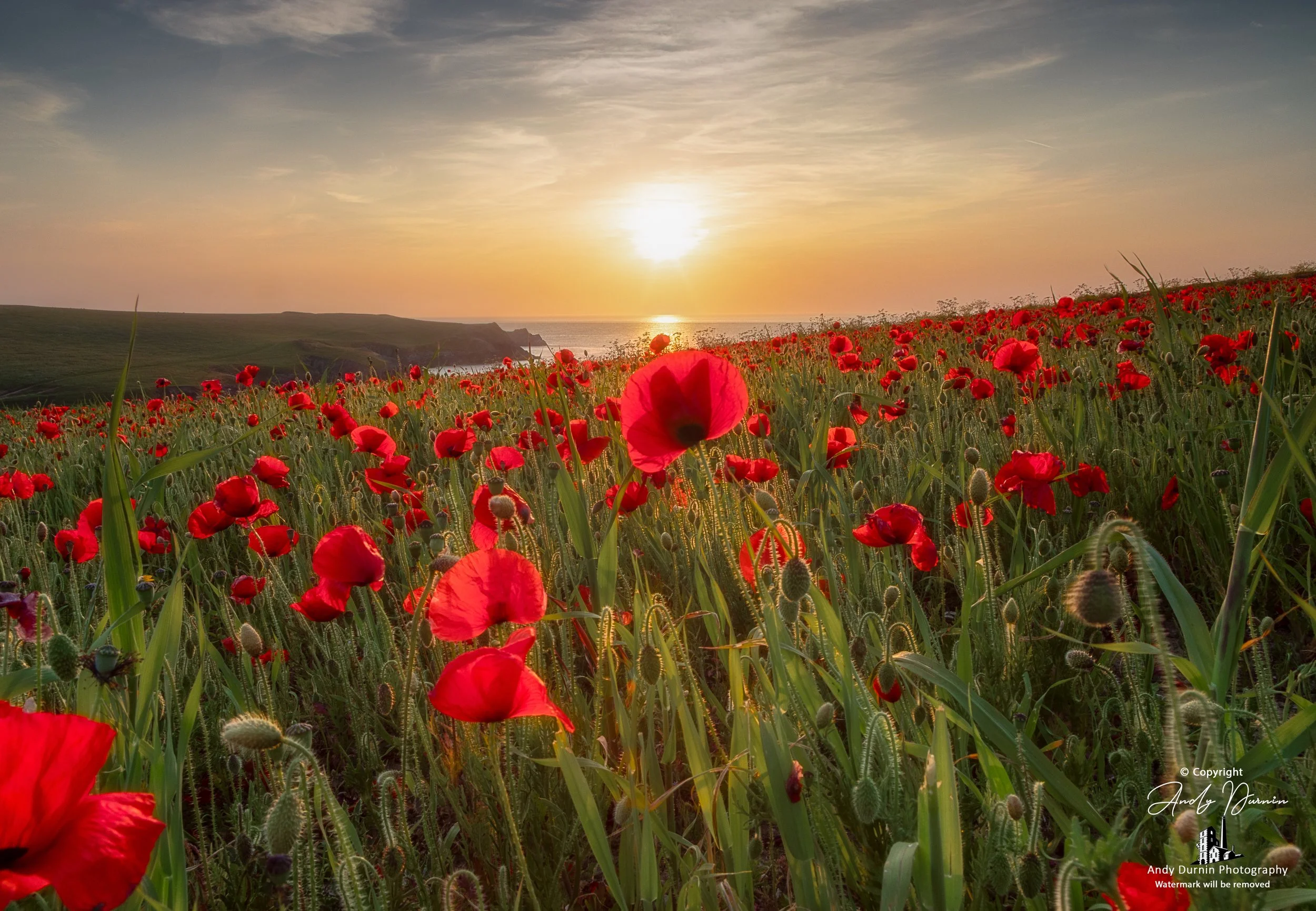 Red poppies glowing in the evening sunlight at Polly Joke on the north Cornwall coast.