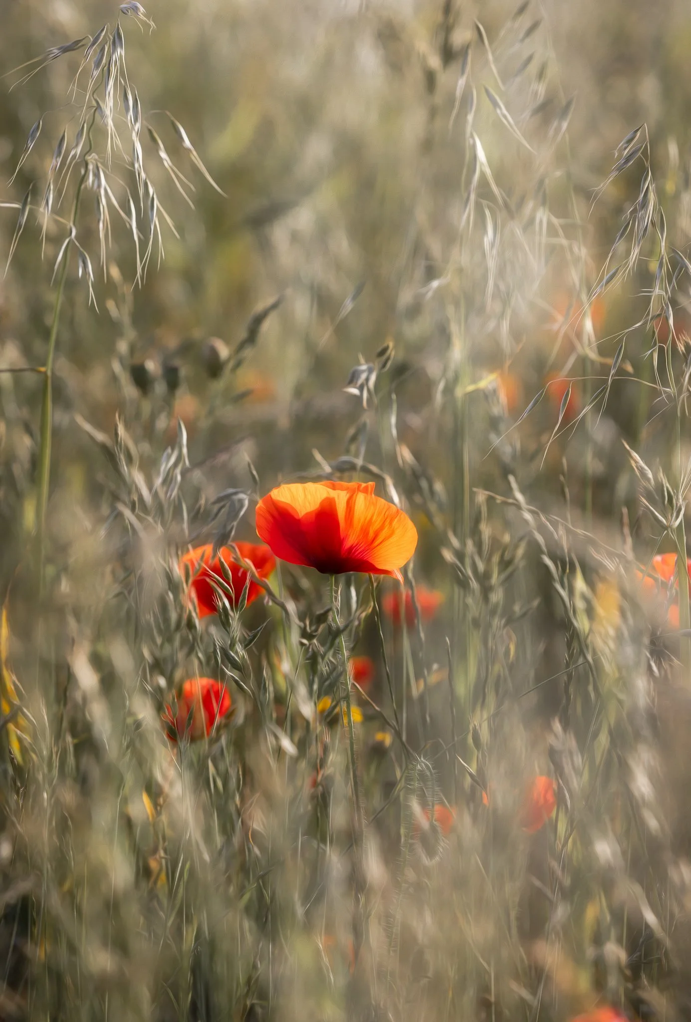A dreamy floral photograph of a red poppy glowing in warm light among soft summer grasses and wildflowers at Polly Joke, Cornwall.