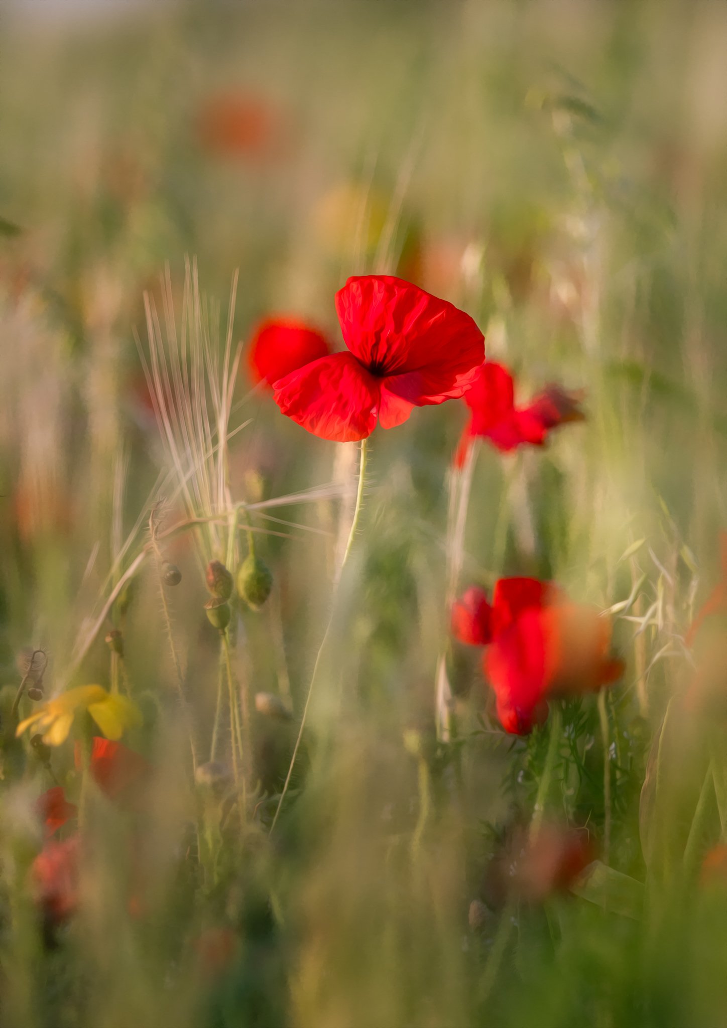 Red poppy glowing in warm light among soft grasses and wildflowers at Polly Joke, Cornwall