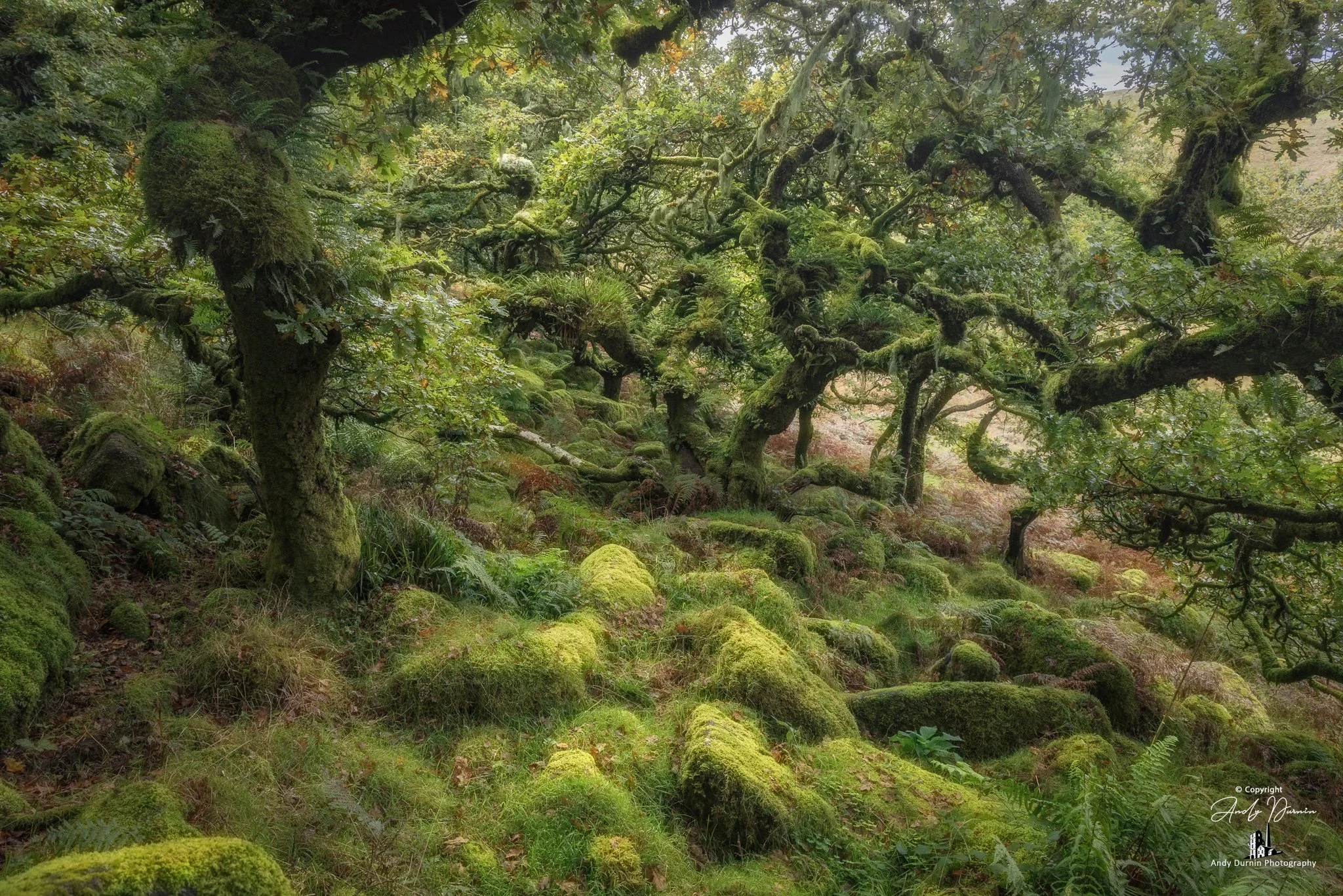 A lush, green forest with moss-covered trees and rocks, dense foliage, and winding branches.