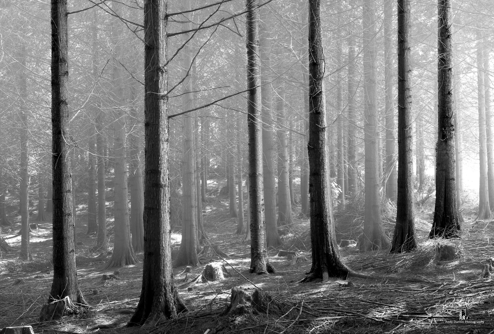 A black and white photo of a dense forest with tall, straight trees and sunlight filtering through the branches.