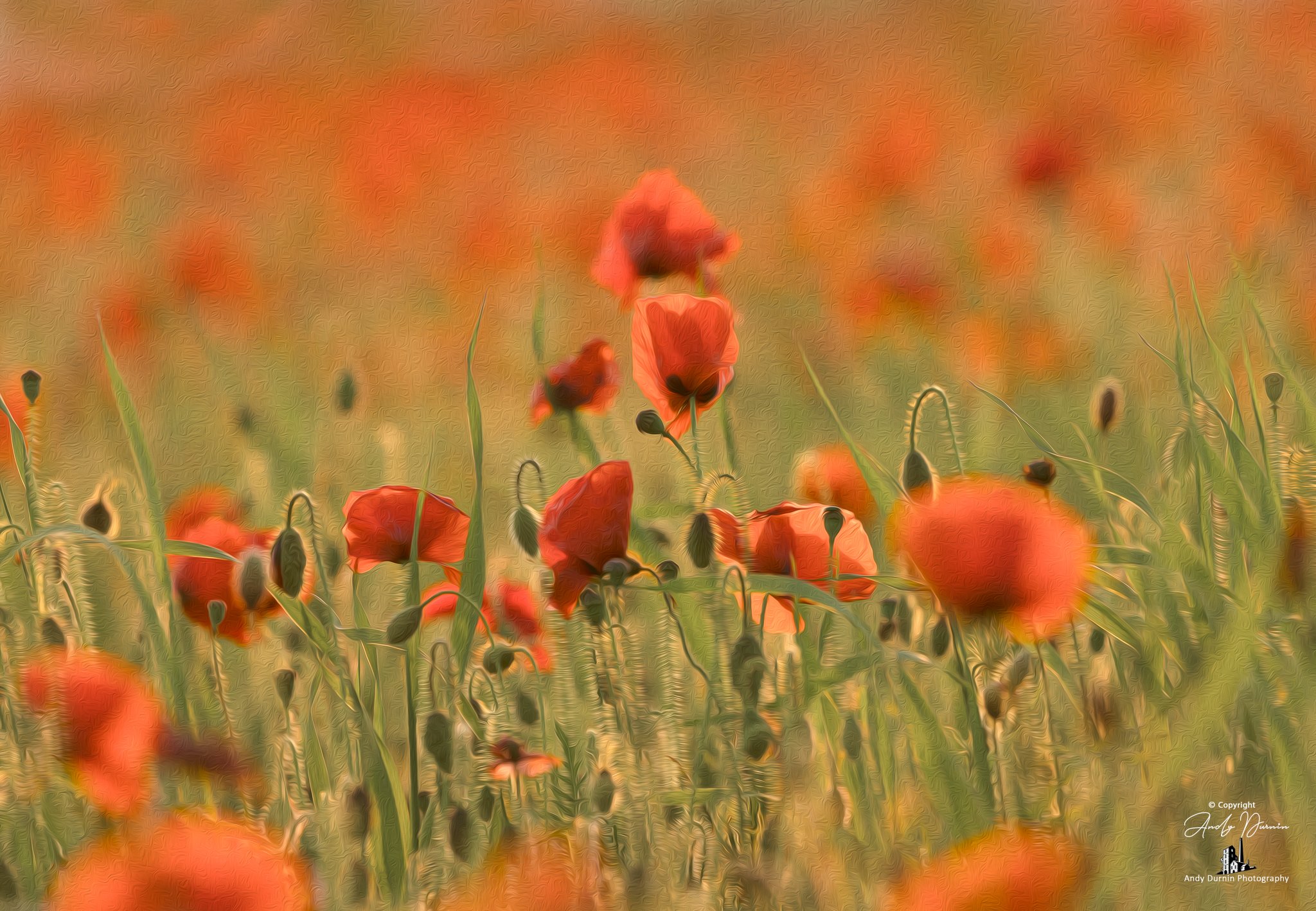 Blurred image of a field of orange poppies with green stems and leaves, giving an impressionistic effect.