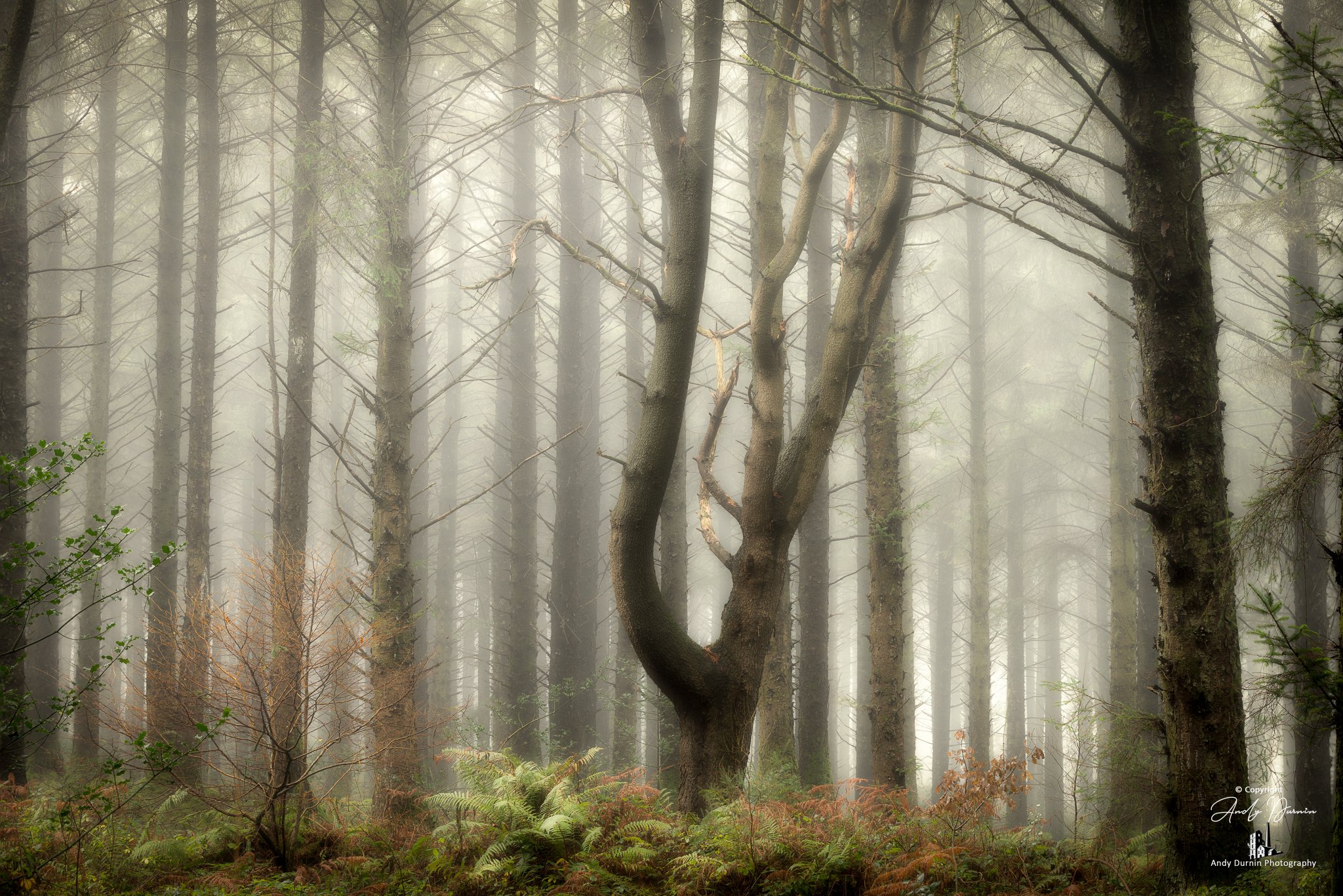 A misty forest scene with tall trees, including a central tree with a twisted trunk, dense greenery at the forest floor, and fog obscuring the background.