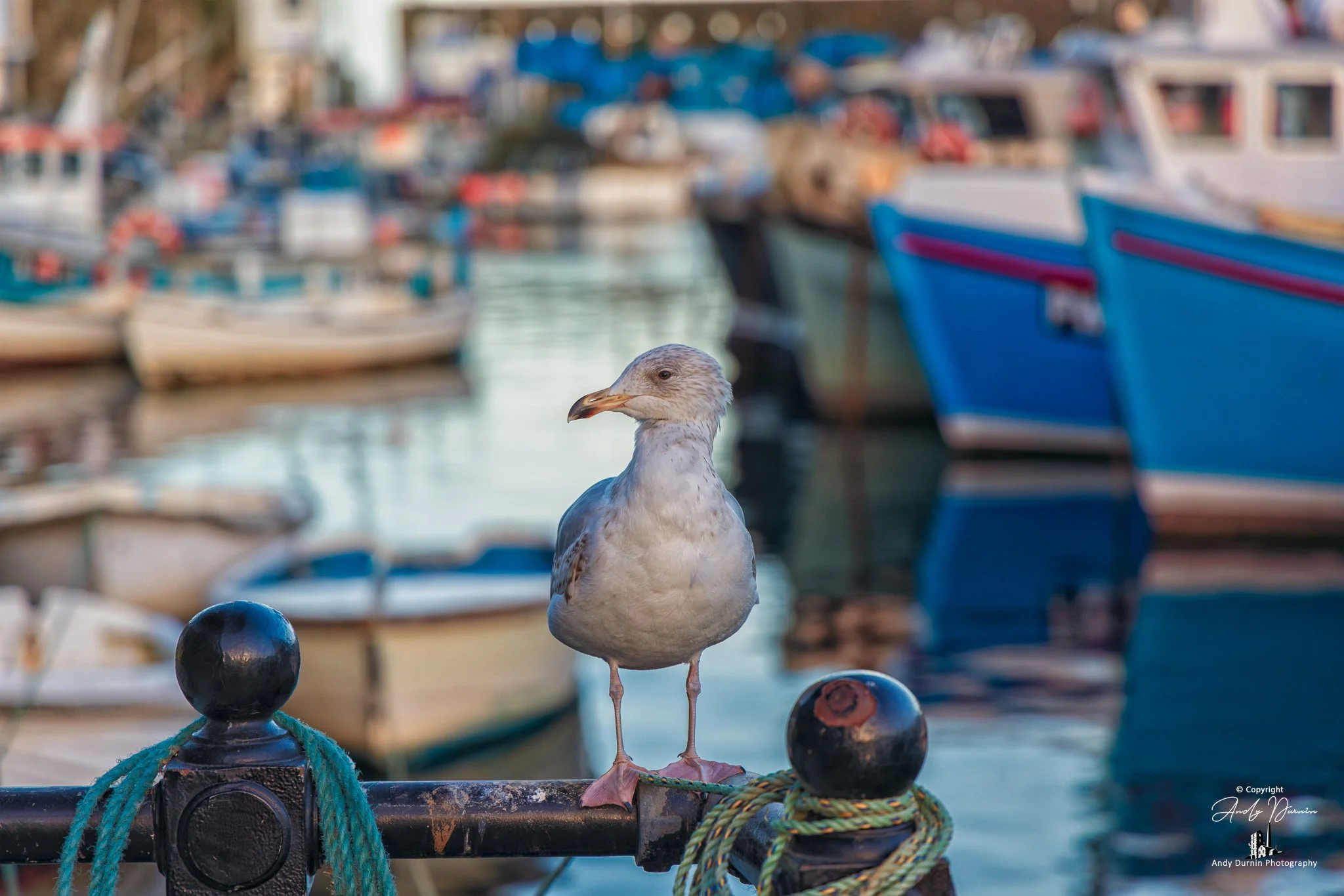 A seagull standing on a harbour railing in Mevagissey, framed by colourful fishing boats and soft water reflections on a calm coastal morning.
