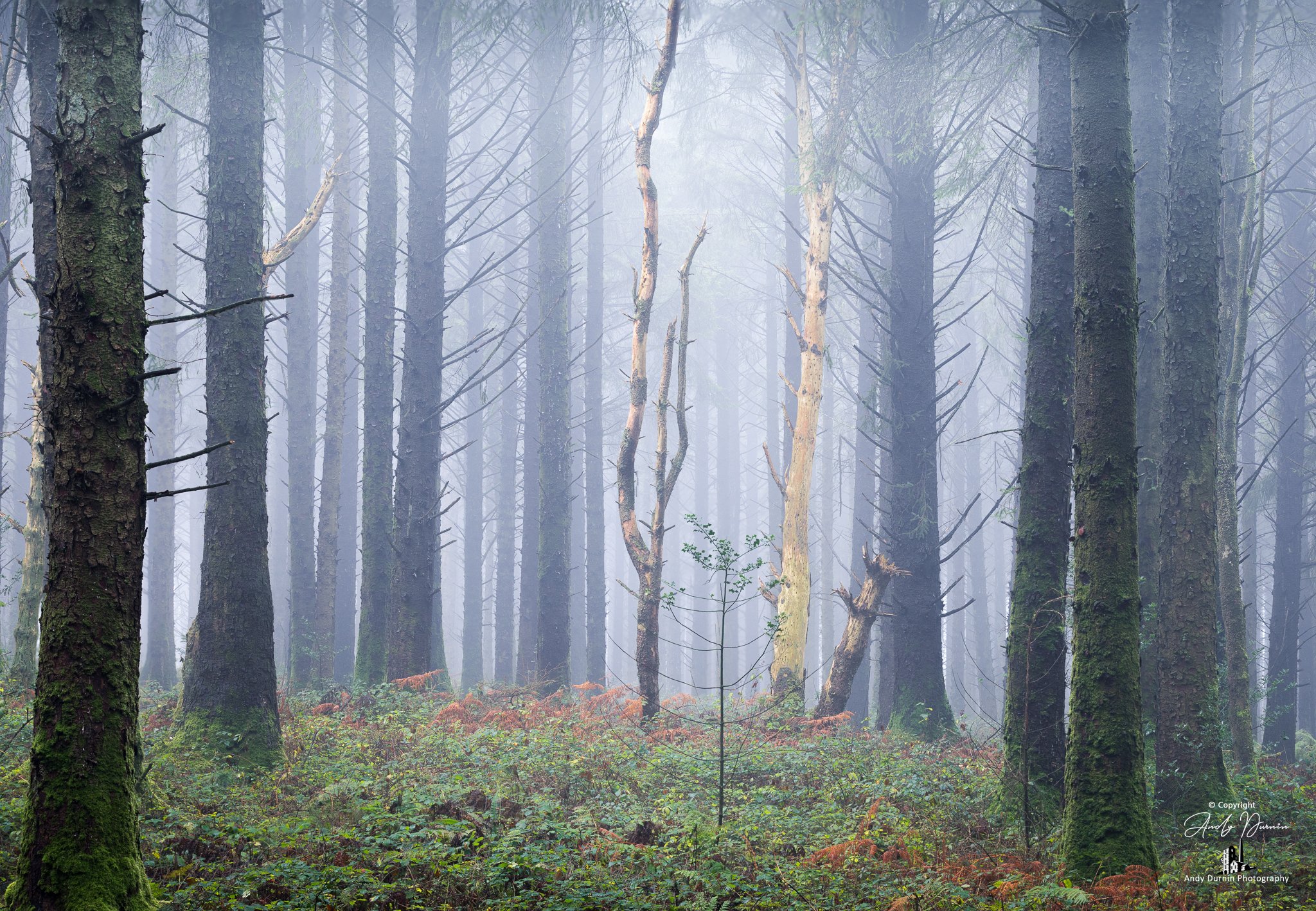 Misty forest with tall, moss-covered trees and dense undergrowth.
