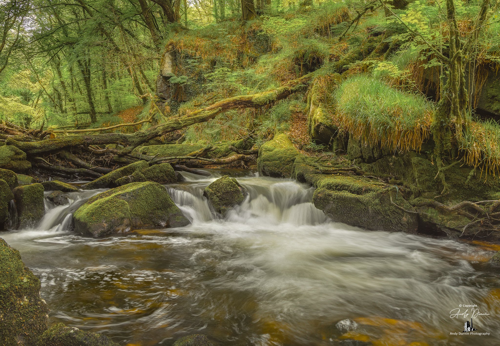 A small stream flowing through a lush, green forest with rocks, fallen branches, and moss covering the rocks and tree trunks.