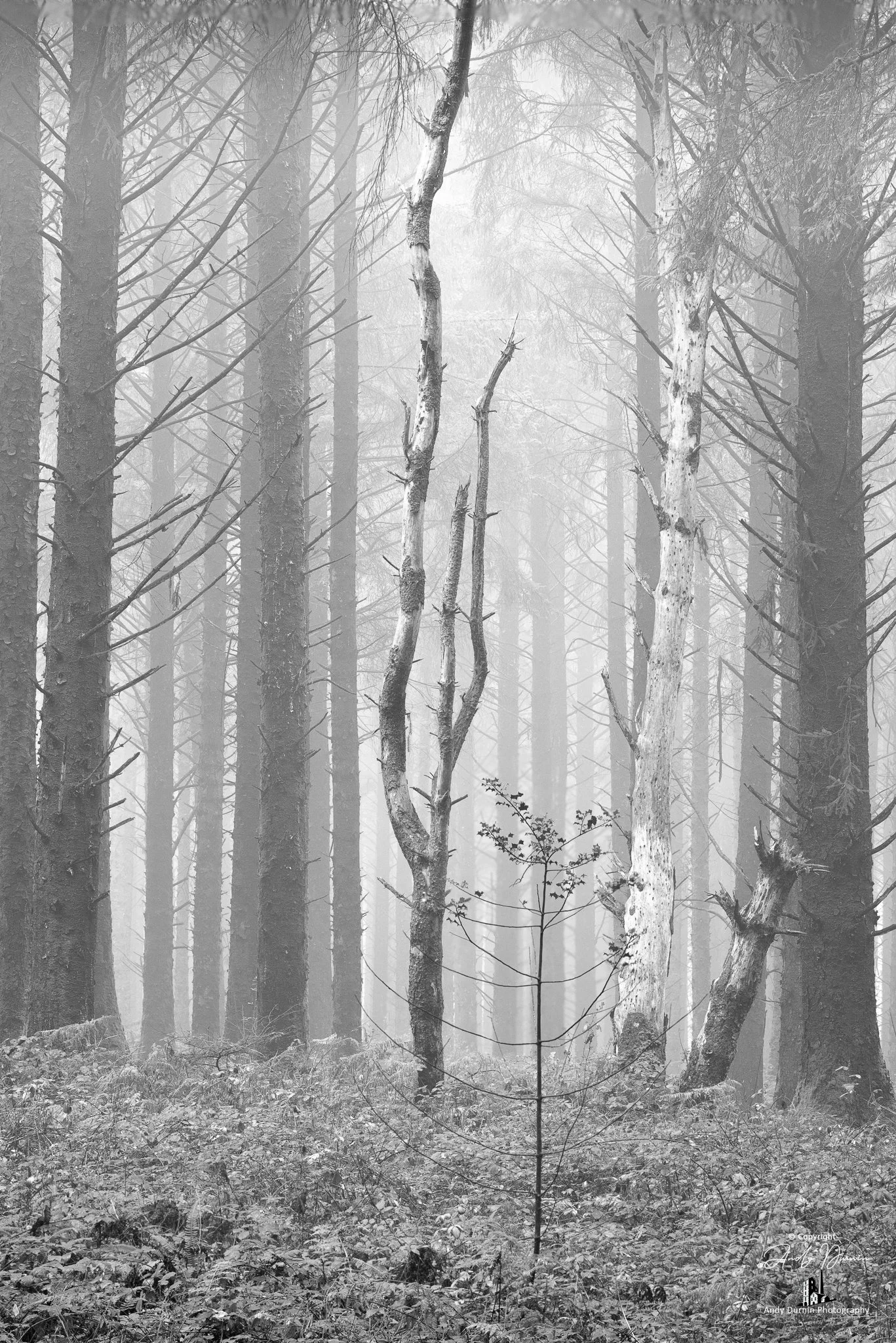 A foggy black and white forest with tall, slender trees, some branches and a small young tree in the foreground.