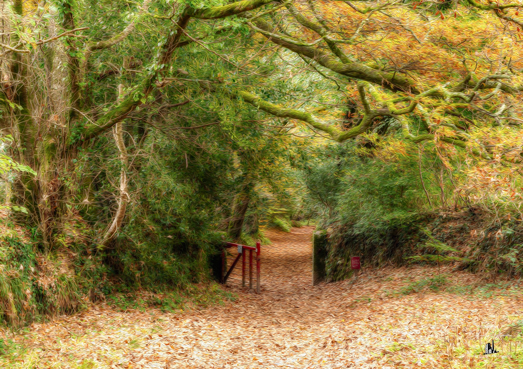 A wooded trail with a gate at the entrance, surrounded by trees with green and yellow leaves, and fallen leaves covering the ground.