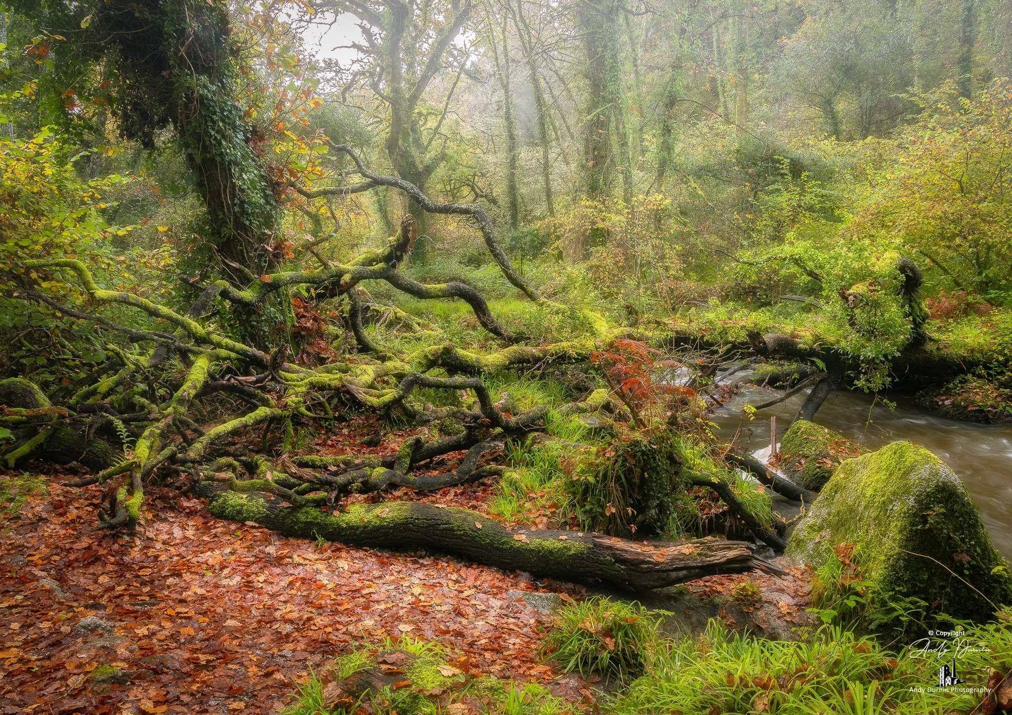 A moss-covered fallen tree lies across a forest trail beside a flowing stream, with a misty, dense woodland background.