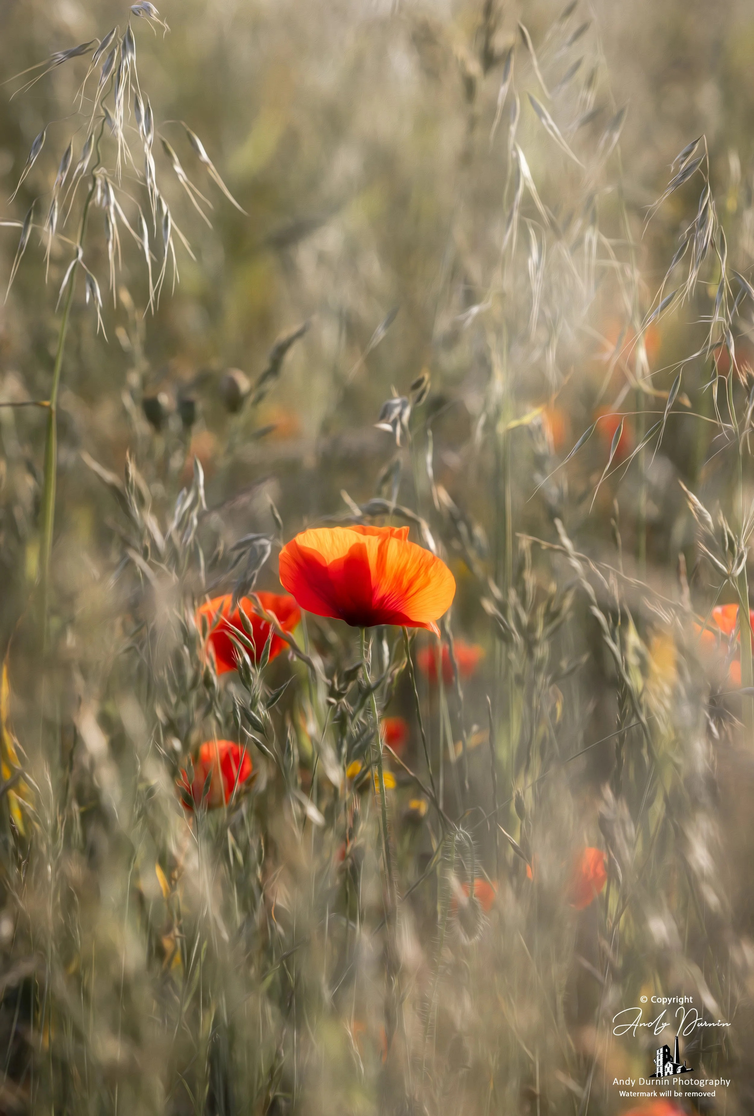 Red poppy glowing in warm light among soft grasses and wildflowers at Polly Joke, Cornwall